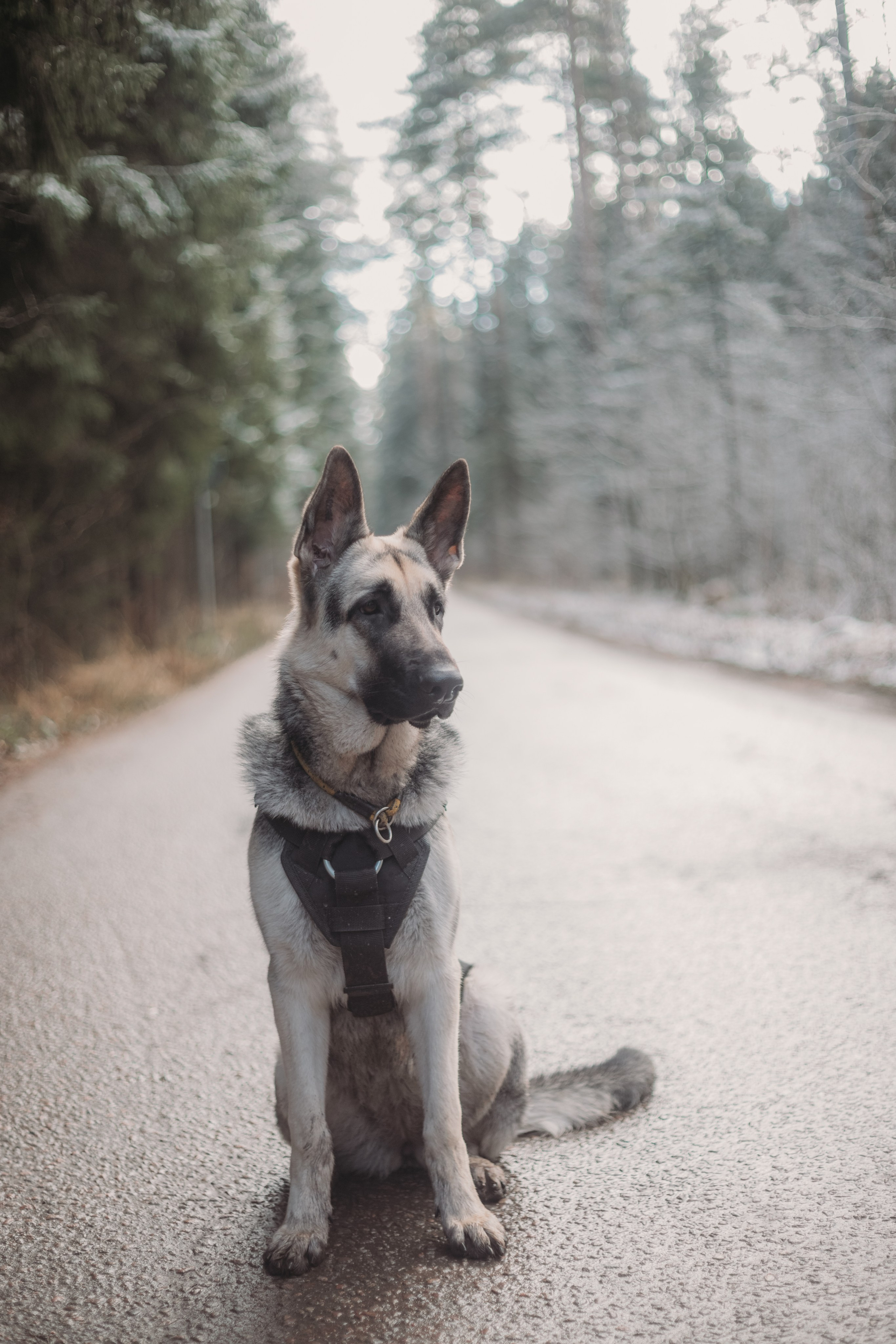 Фотосессии животных. Детский фотограф, фотограф-анималист