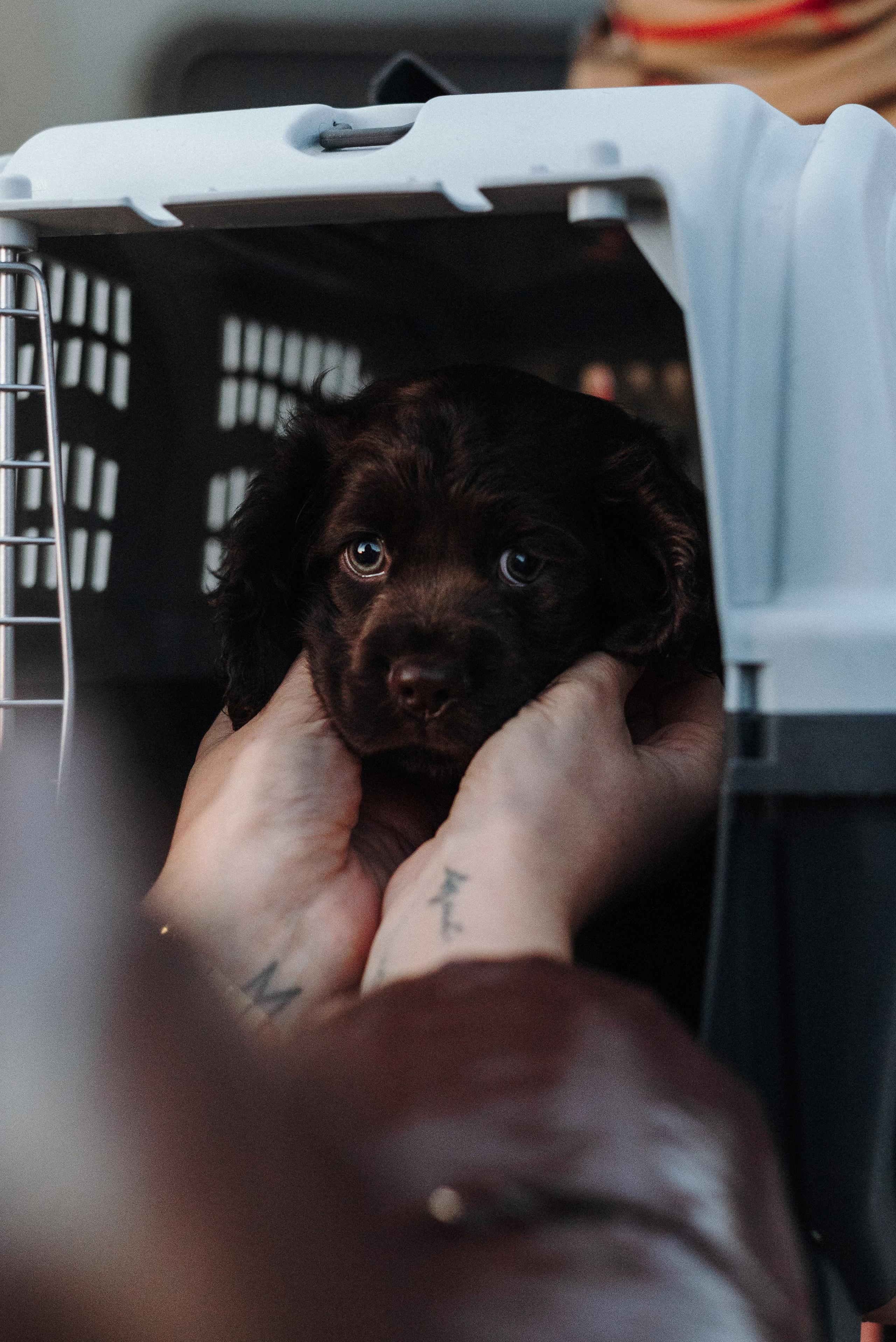 Mary & Busya’s first meeting. Natalia Finch Photography — Family, Kids & Pet Photographer in Chicago, IL