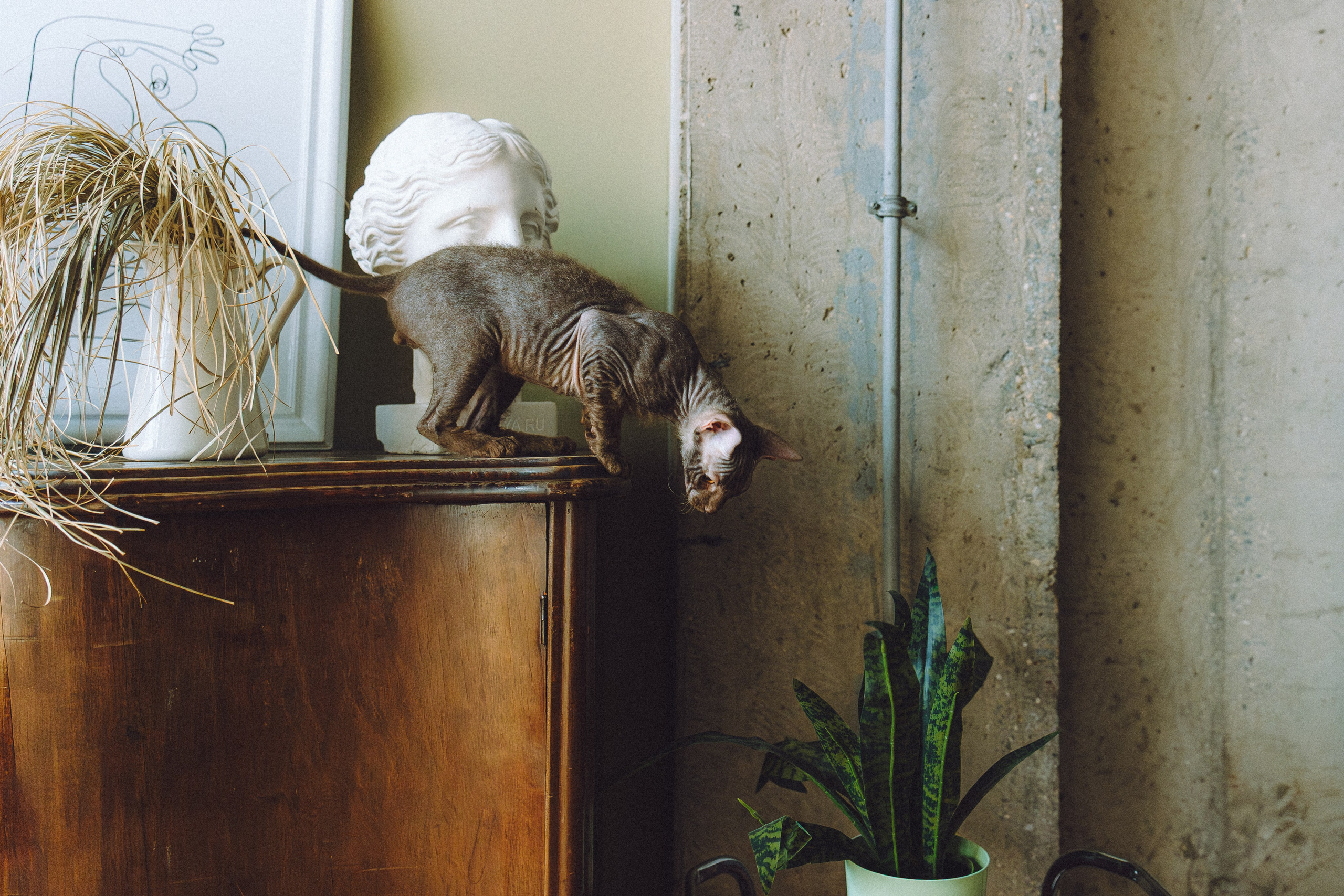 Кокос, Света, Динара и Вилли