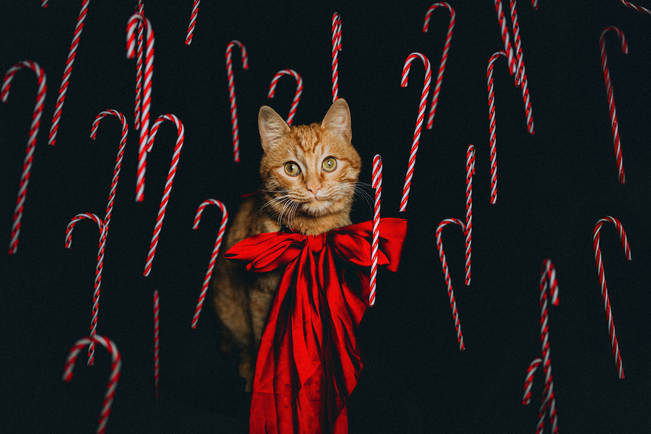 Джек, Бет и Кову