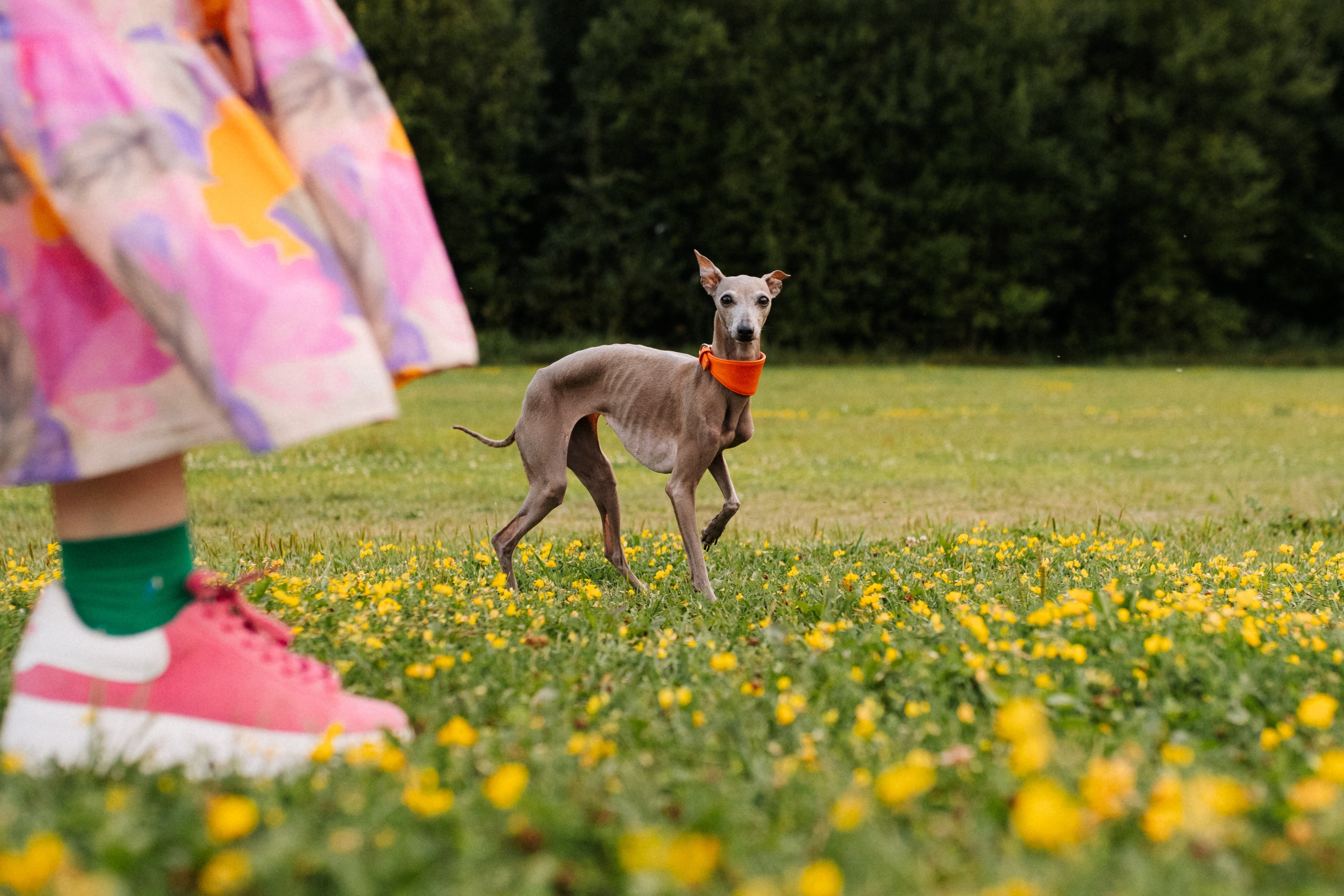 Хвост, смех и лучшие подруги. Фотограф анималист в Москве Ольга Агушева