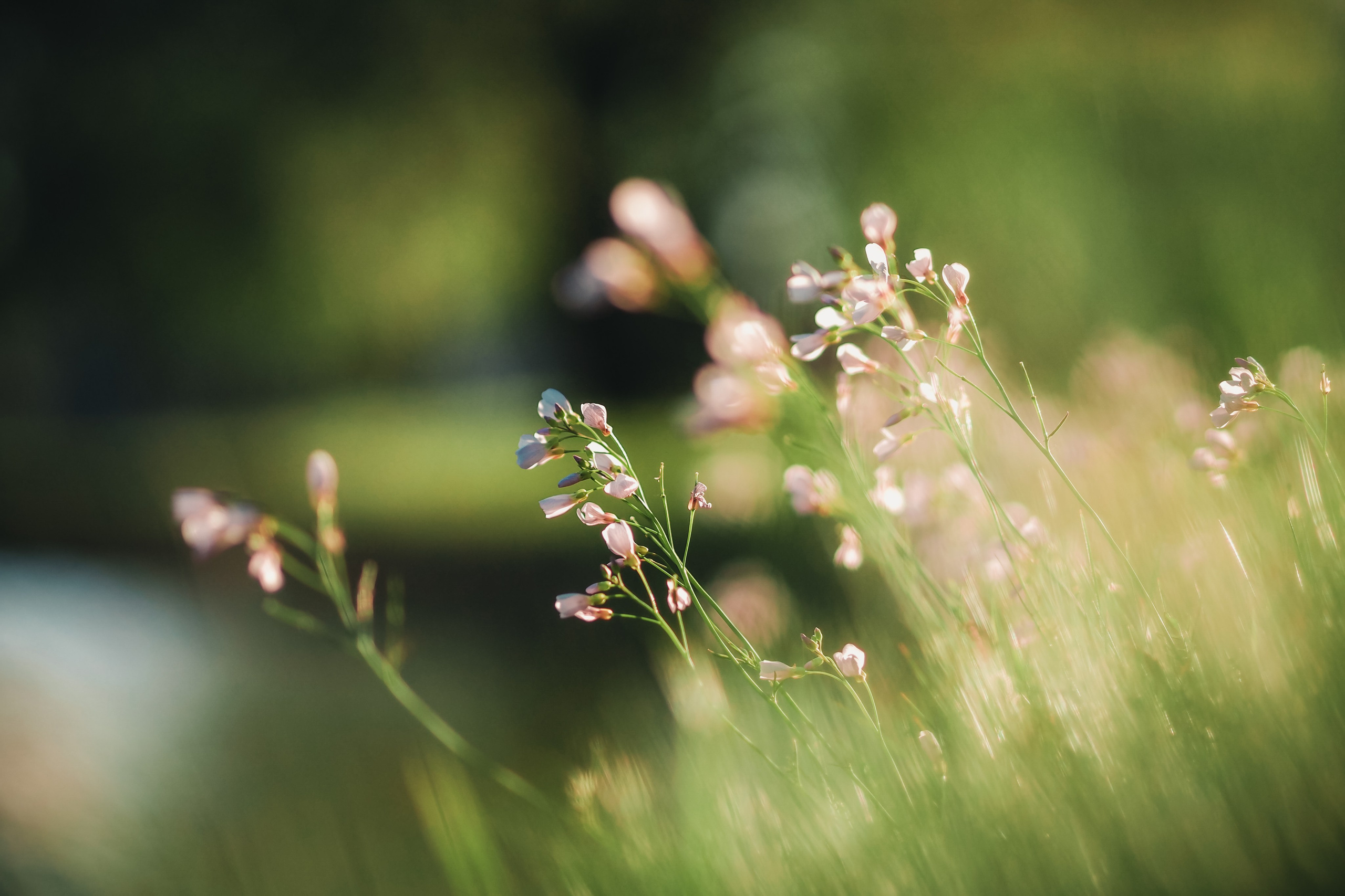 Крестовский остров. Свадебный фотограф Копков Геннадий