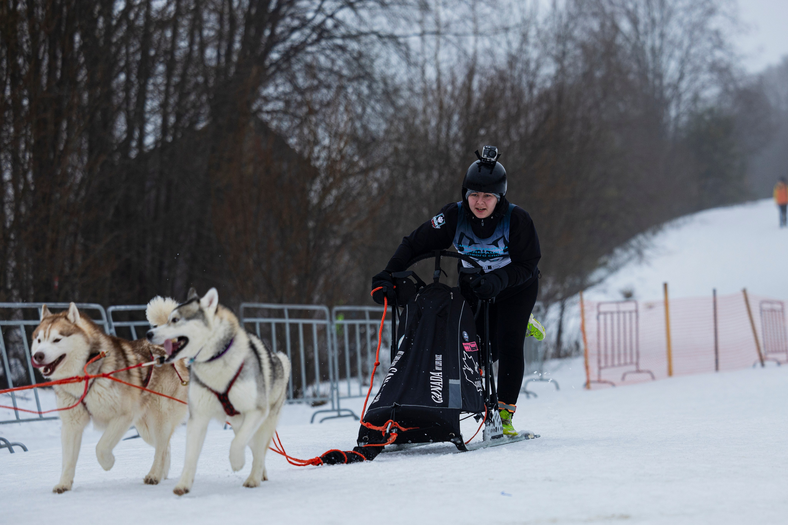 Зимний Чемпионат Санкт-Петербурга по ездовому спорту. Фотограф-анималист Анна Маринич
