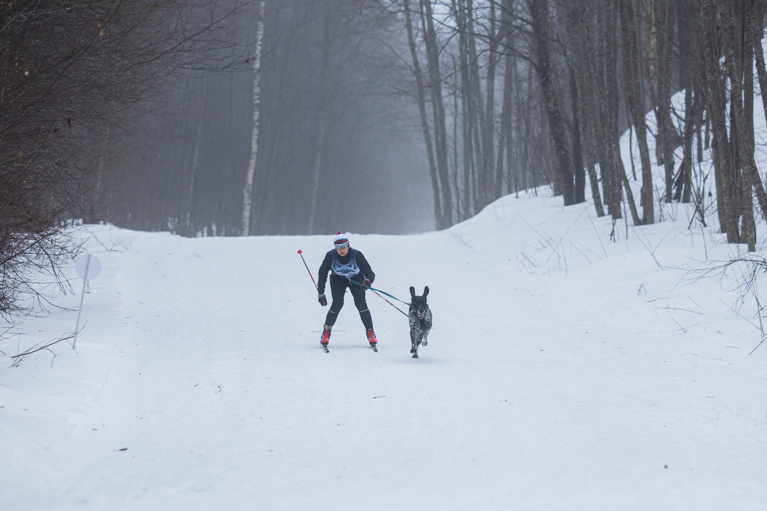 Зимний Чемпионат Санкт-Петербурга по ездовому спорту. Фотограф-анималист Анна Маринич