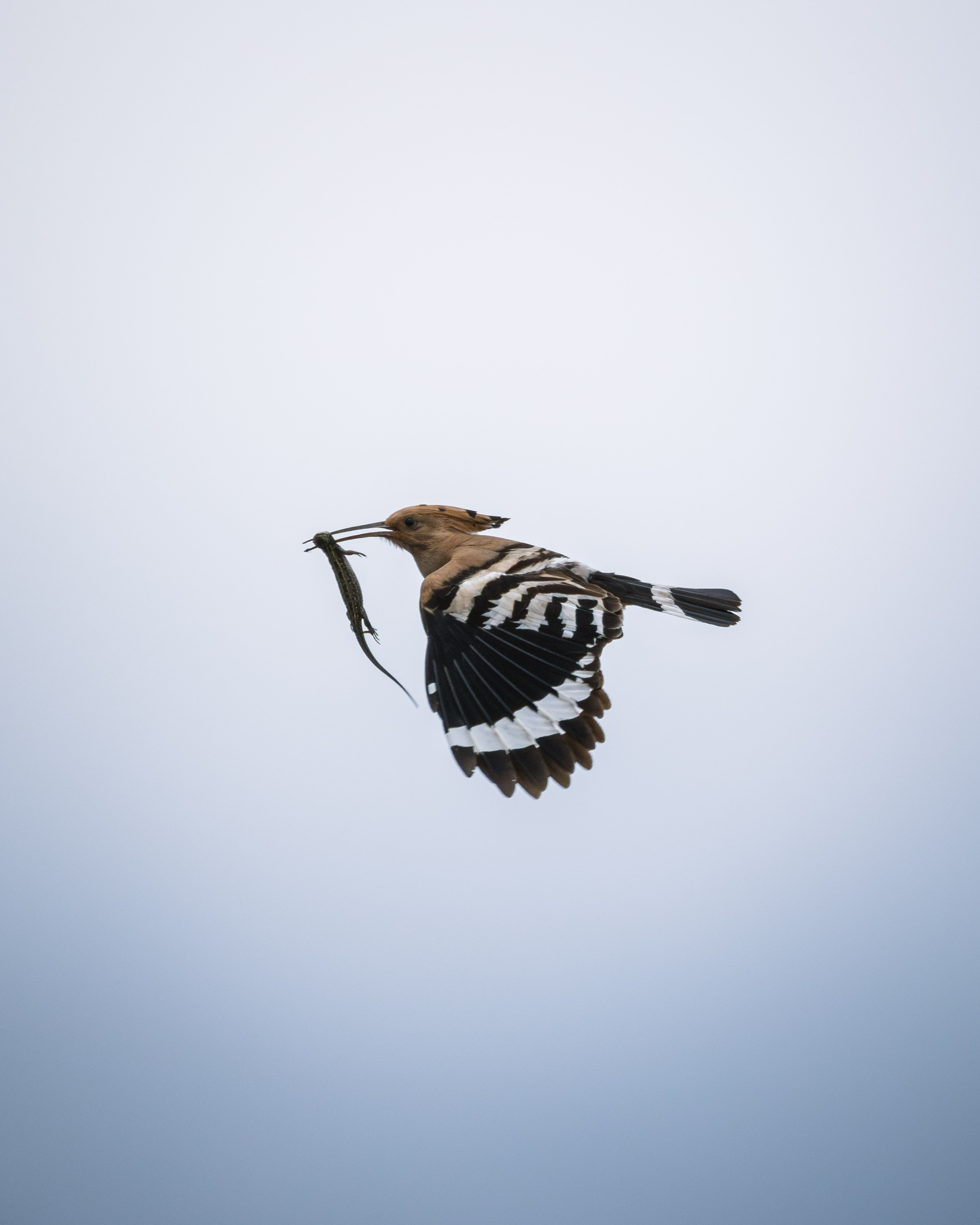 Voronezh 2026. Anton Chernov | Wildlife photographer