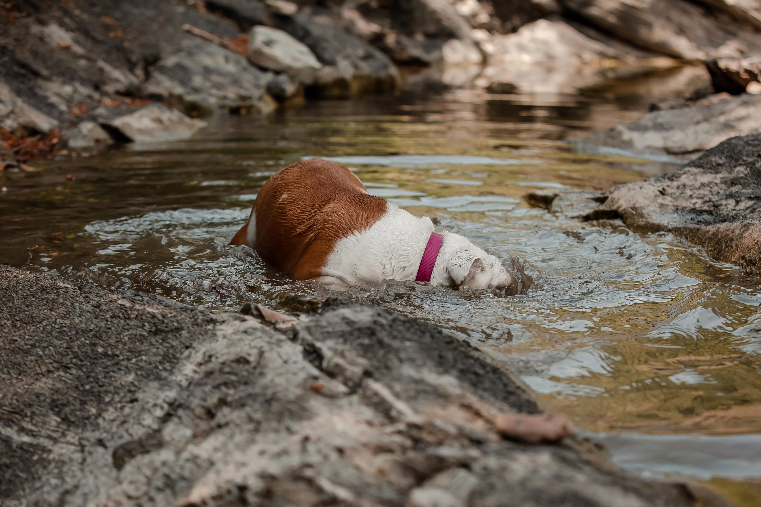 Фотосессия английского бульдога на речке. Фотограф-анималист в Краснодаре Маша Мельникова