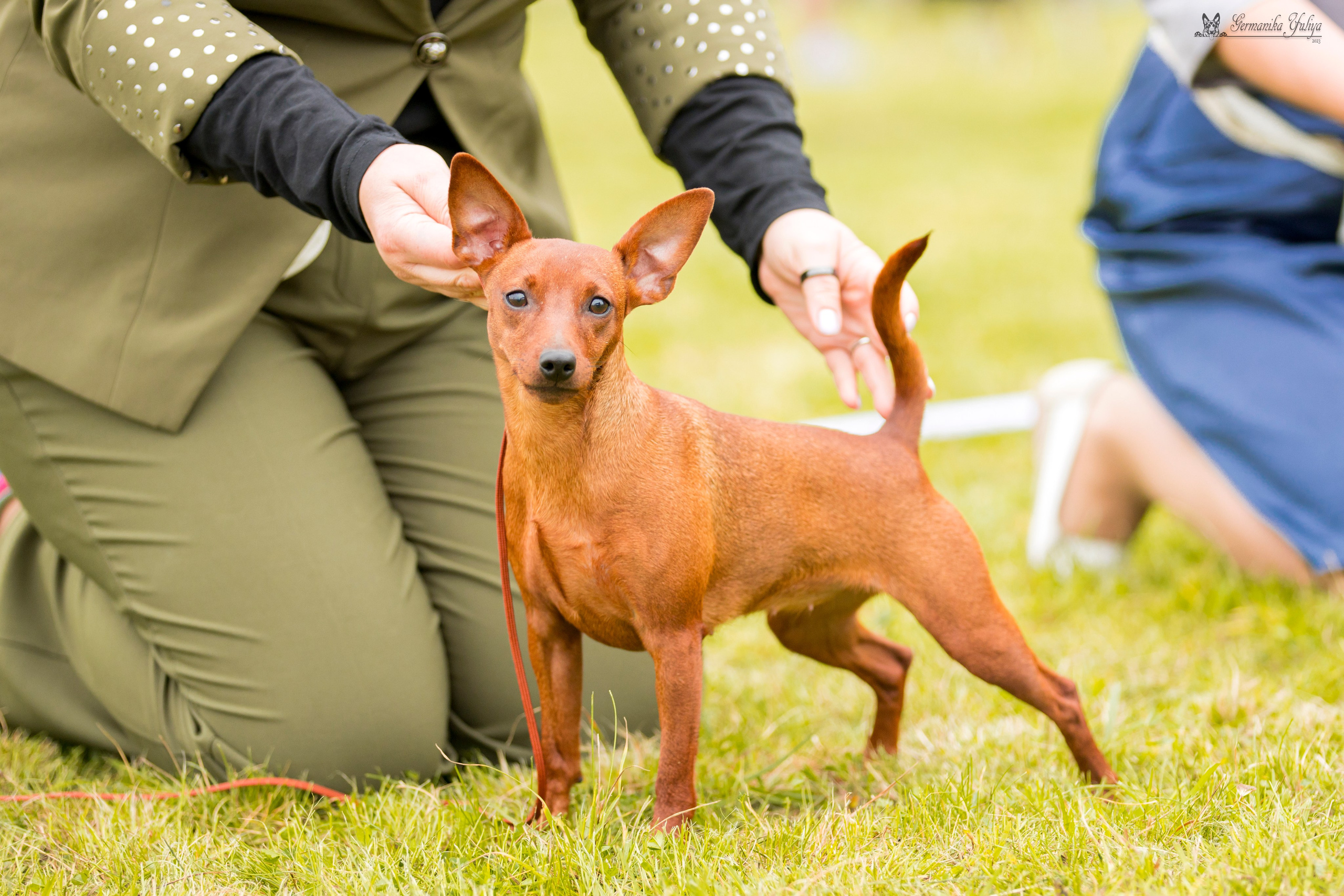 Переславль 9-10.09.2023. Фотограф-анималист Юлия Германика