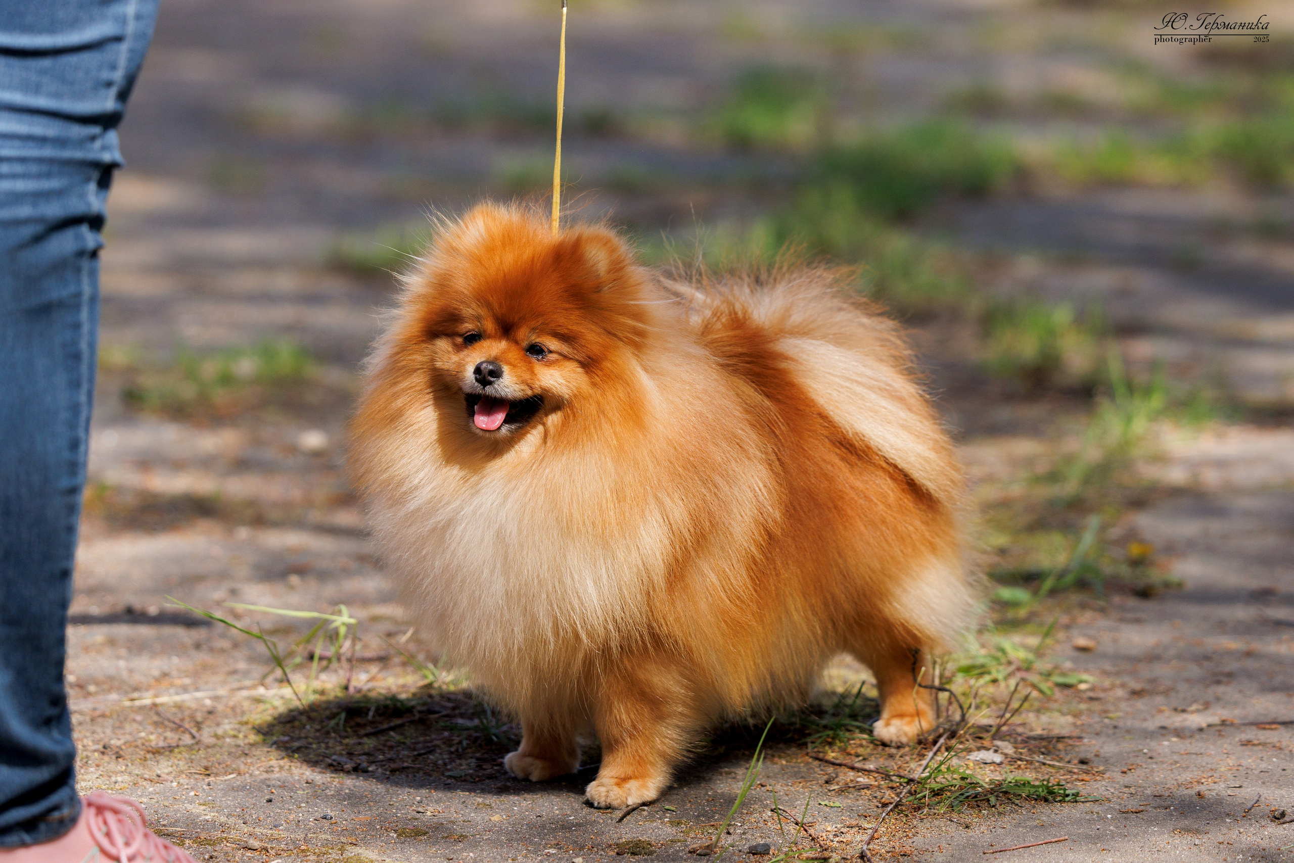 Тверь 24.05.2025. Фотограф-анималист Юлия Германика