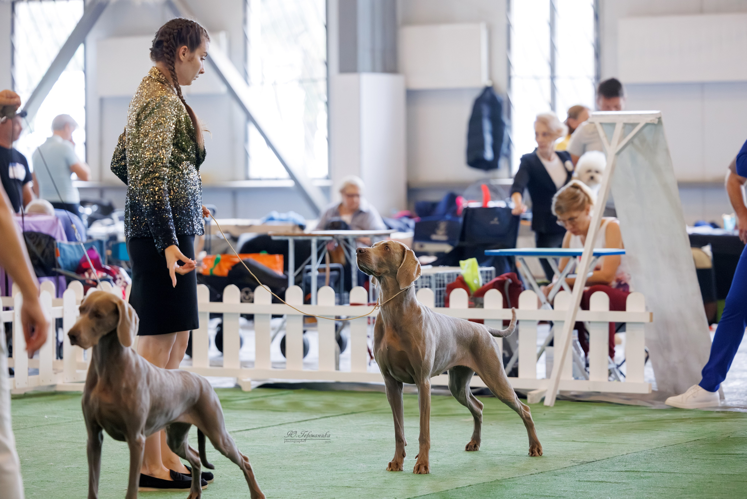 Батуми 3хCACIB 27-29.06.2025. Фотограф-анималист Юлия Германика
