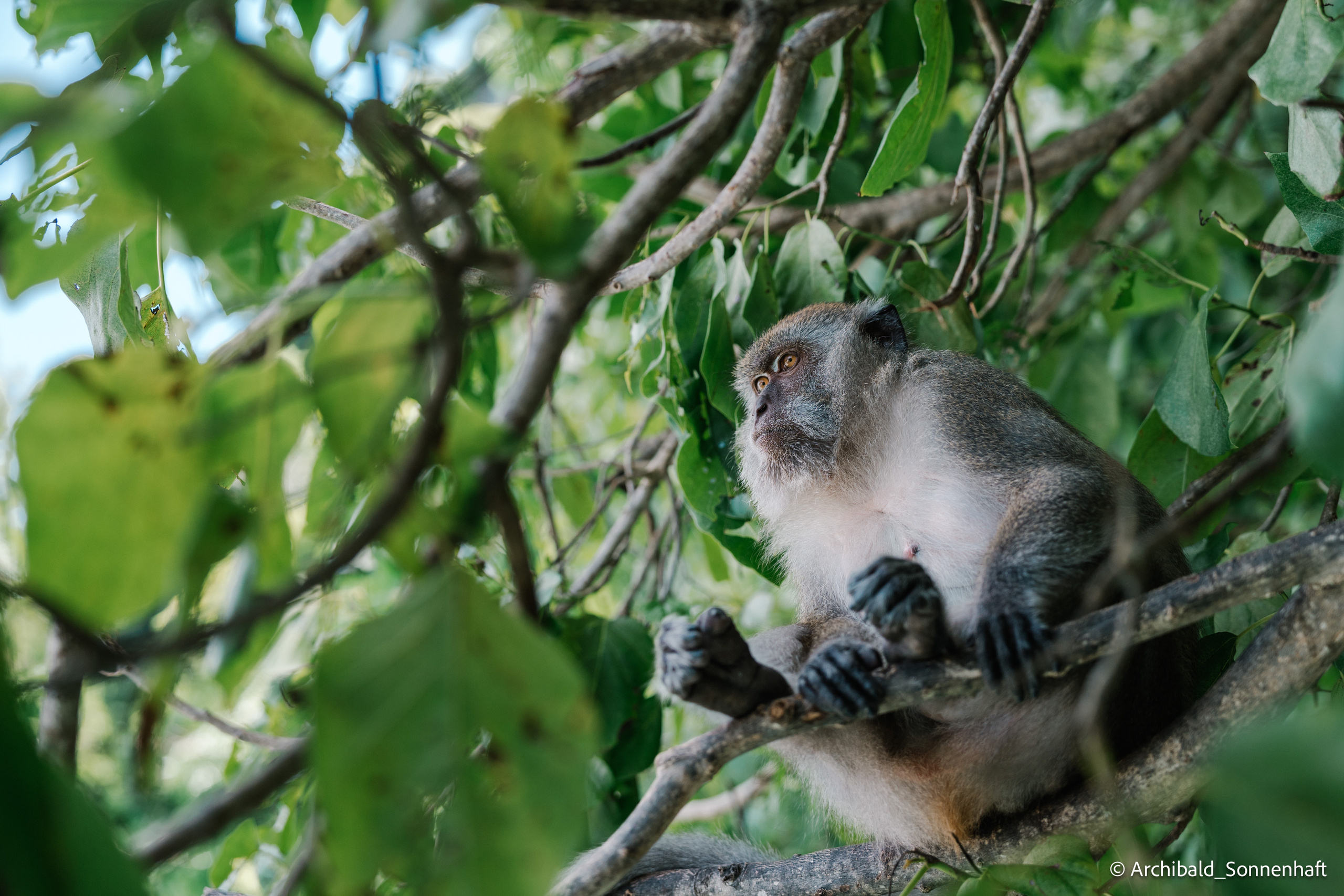Thai, Phiphi. Photographer in Guangzhou, China. Archibald Sonnenhaft