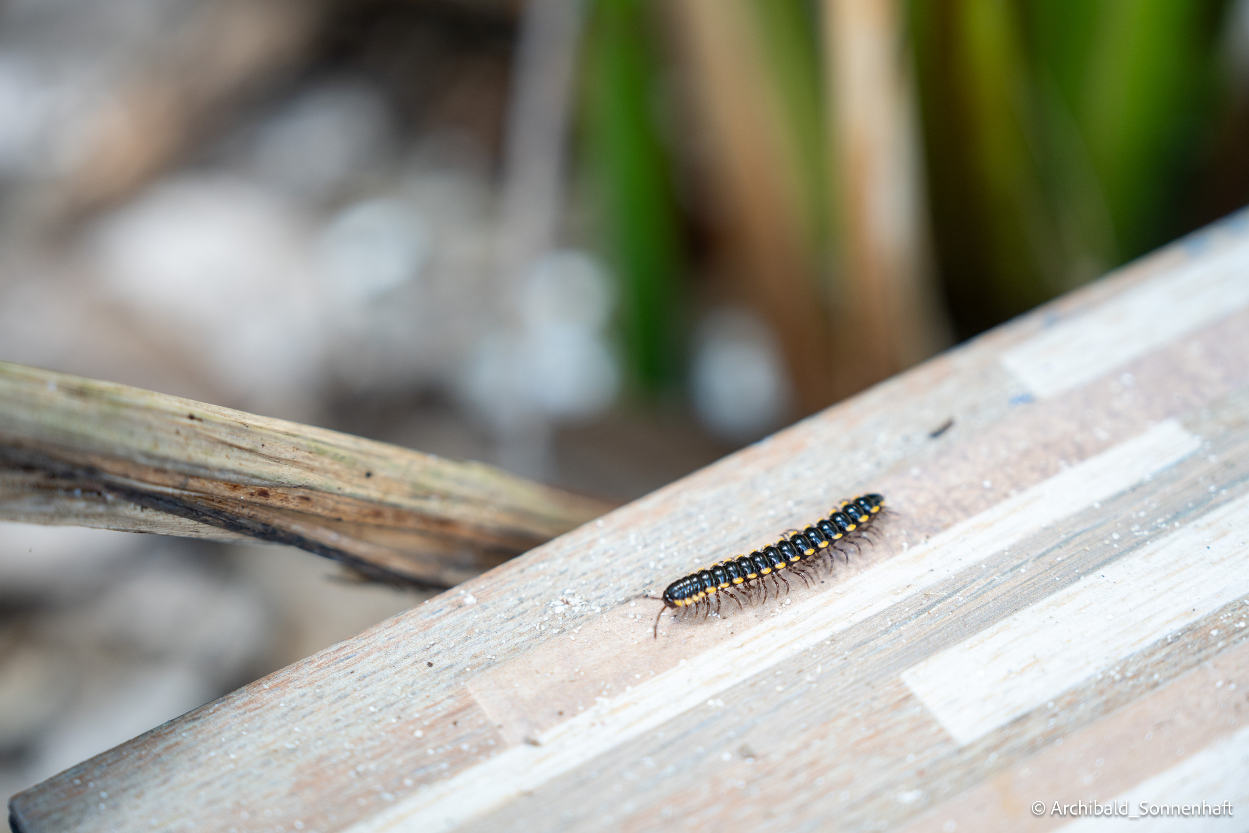 Thai, Phiphi. Photographer in Guangzhou, China. Archibald Sonnenhaft