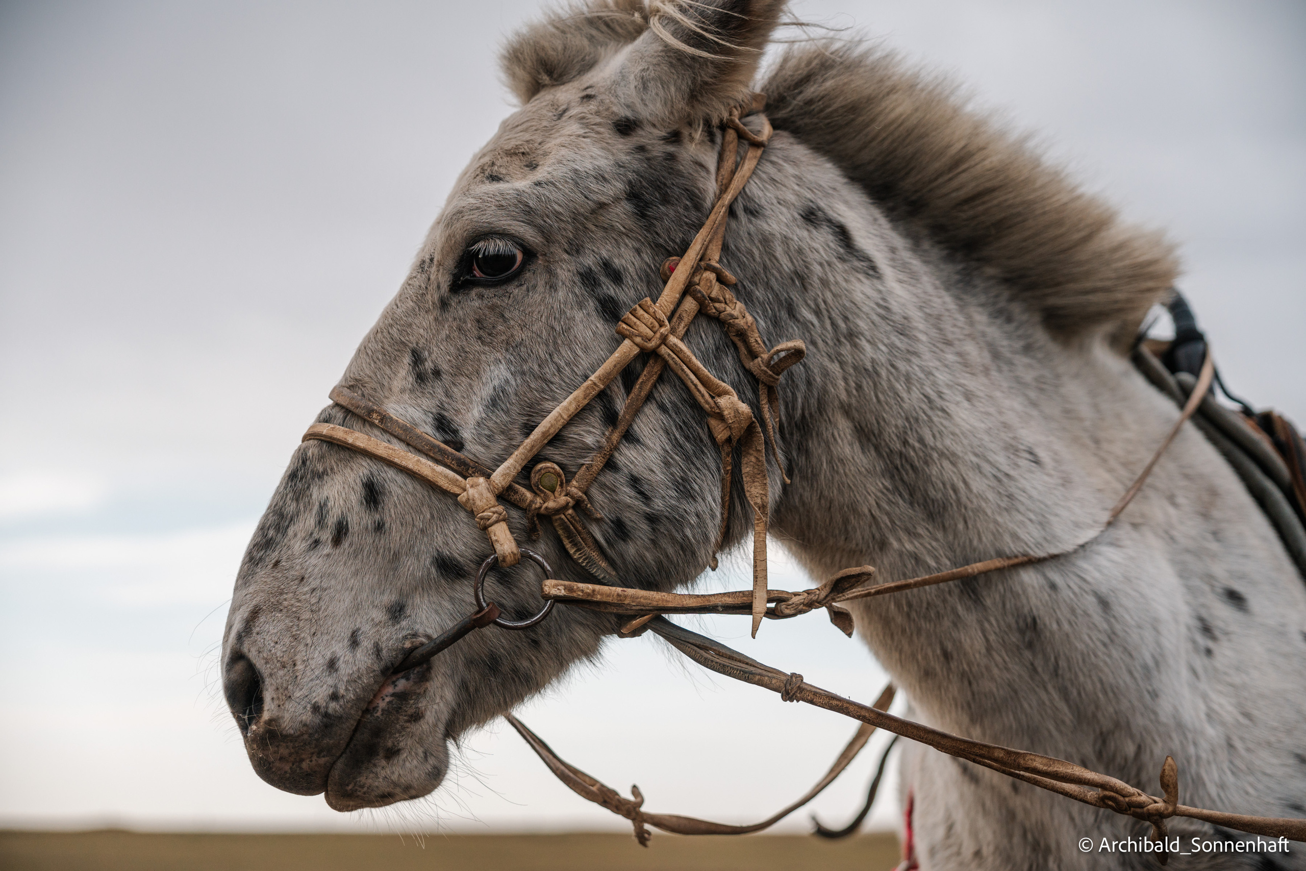 Inner Mongolia. Photographer in Guangzhou, China. Archibald Sonnenhaft