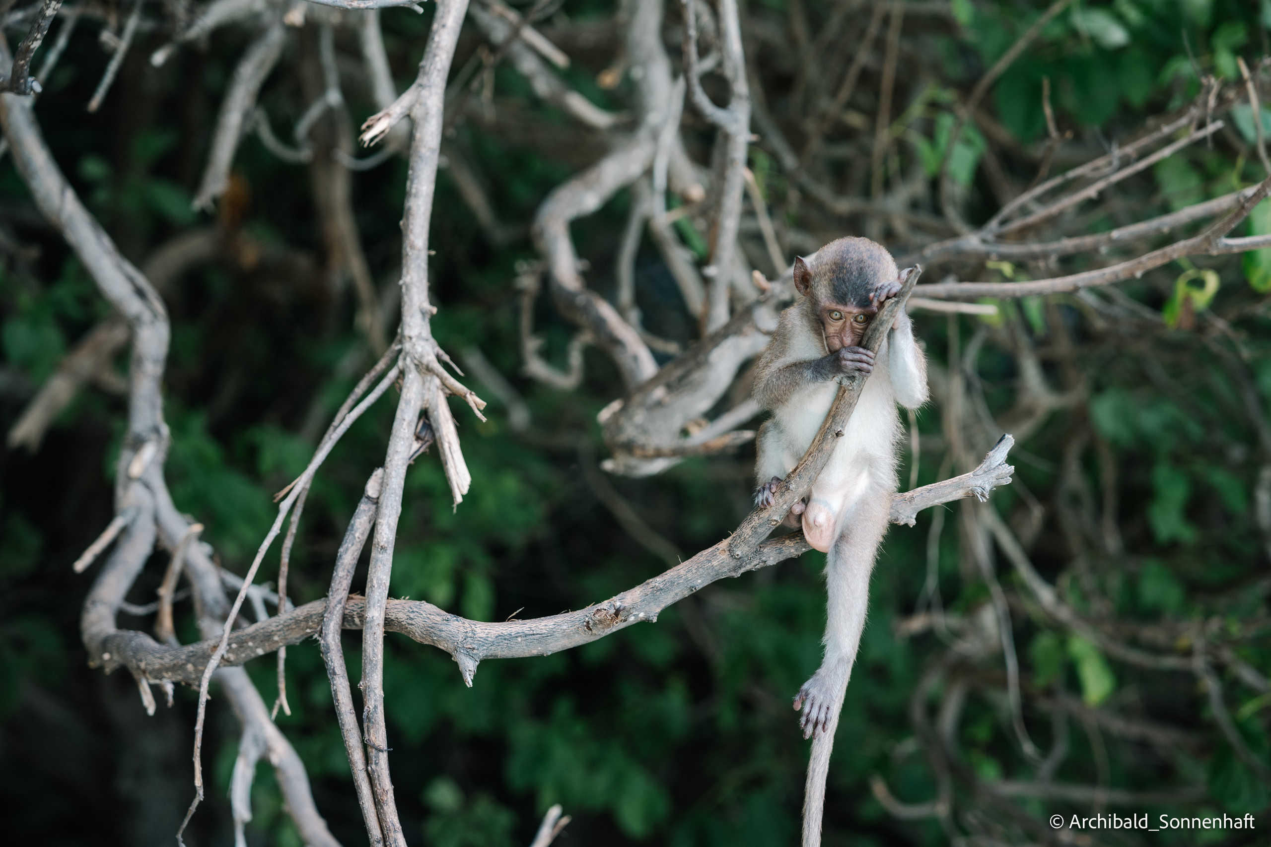 Thai, Phiphi. Photographer in Guangzhou, China. Archibald Sonnenhaft