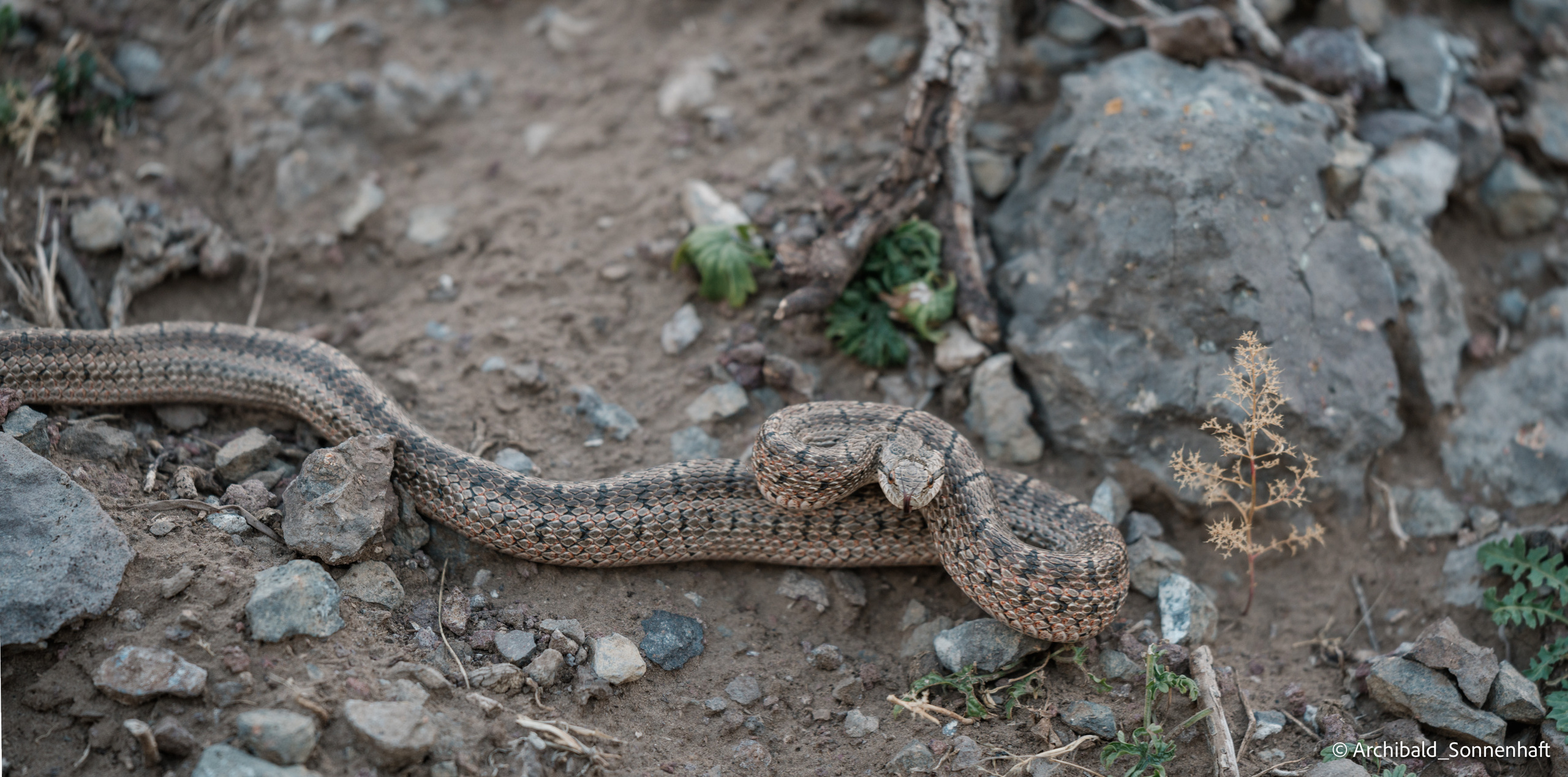 Inner Mongolia. Photographer in Guangzhou, China. Archibald Sonnenhaft