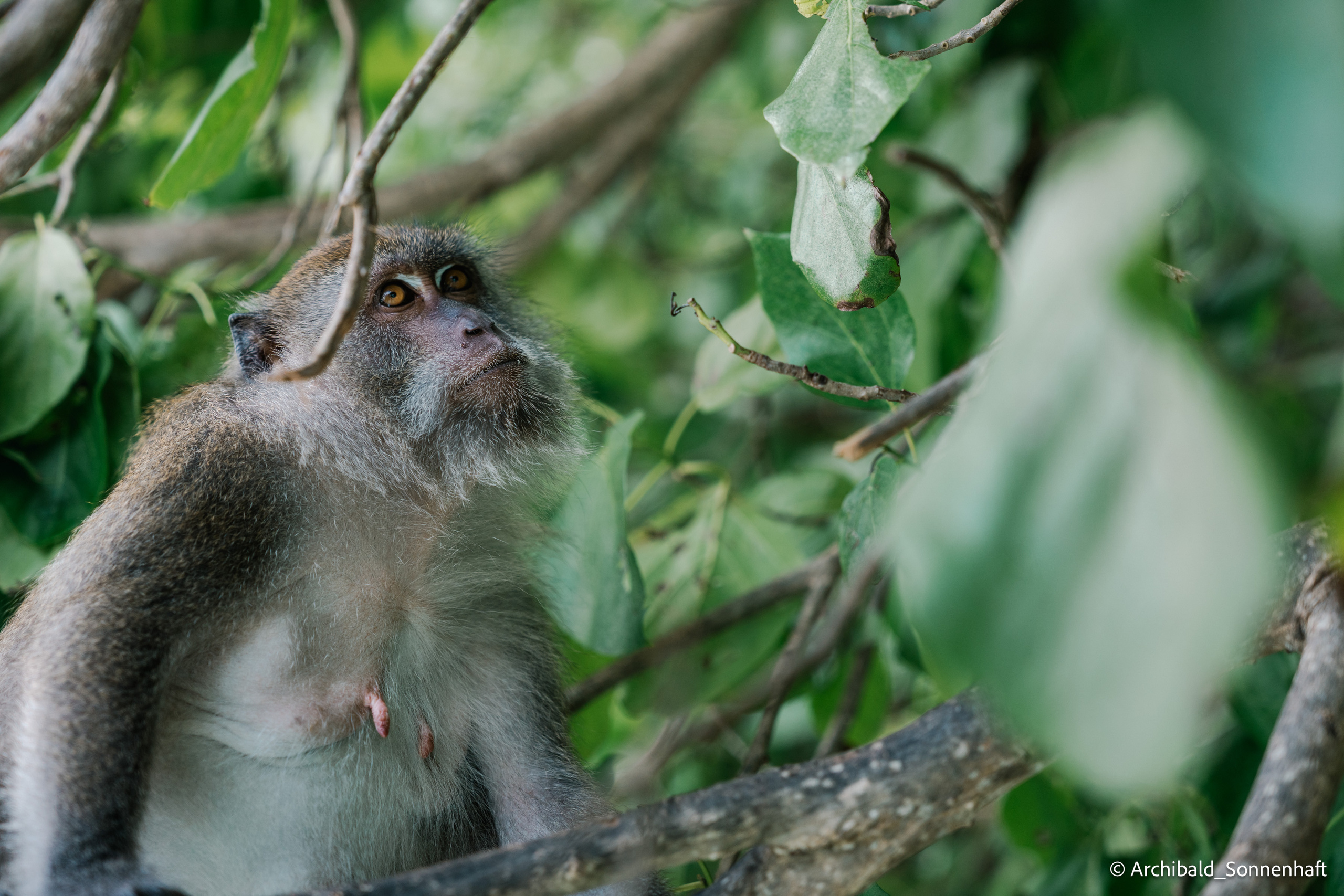 Thai, Phiphi. Photographer in Guangzhou, China. Archibald Sonnenhaft