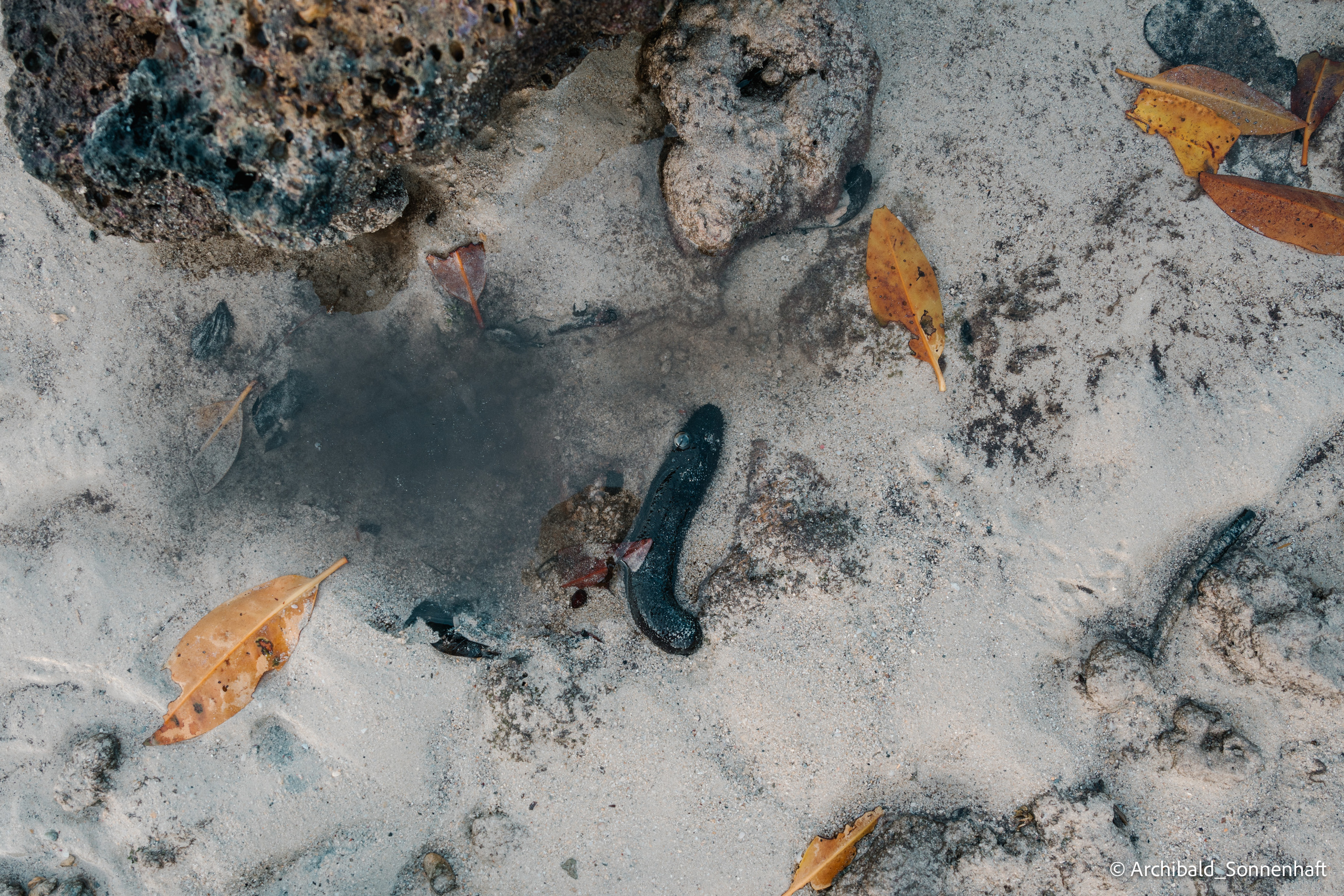 Thai, Phiphi. Photographer in Guangzhou, China. Archibald Sonnenhaft