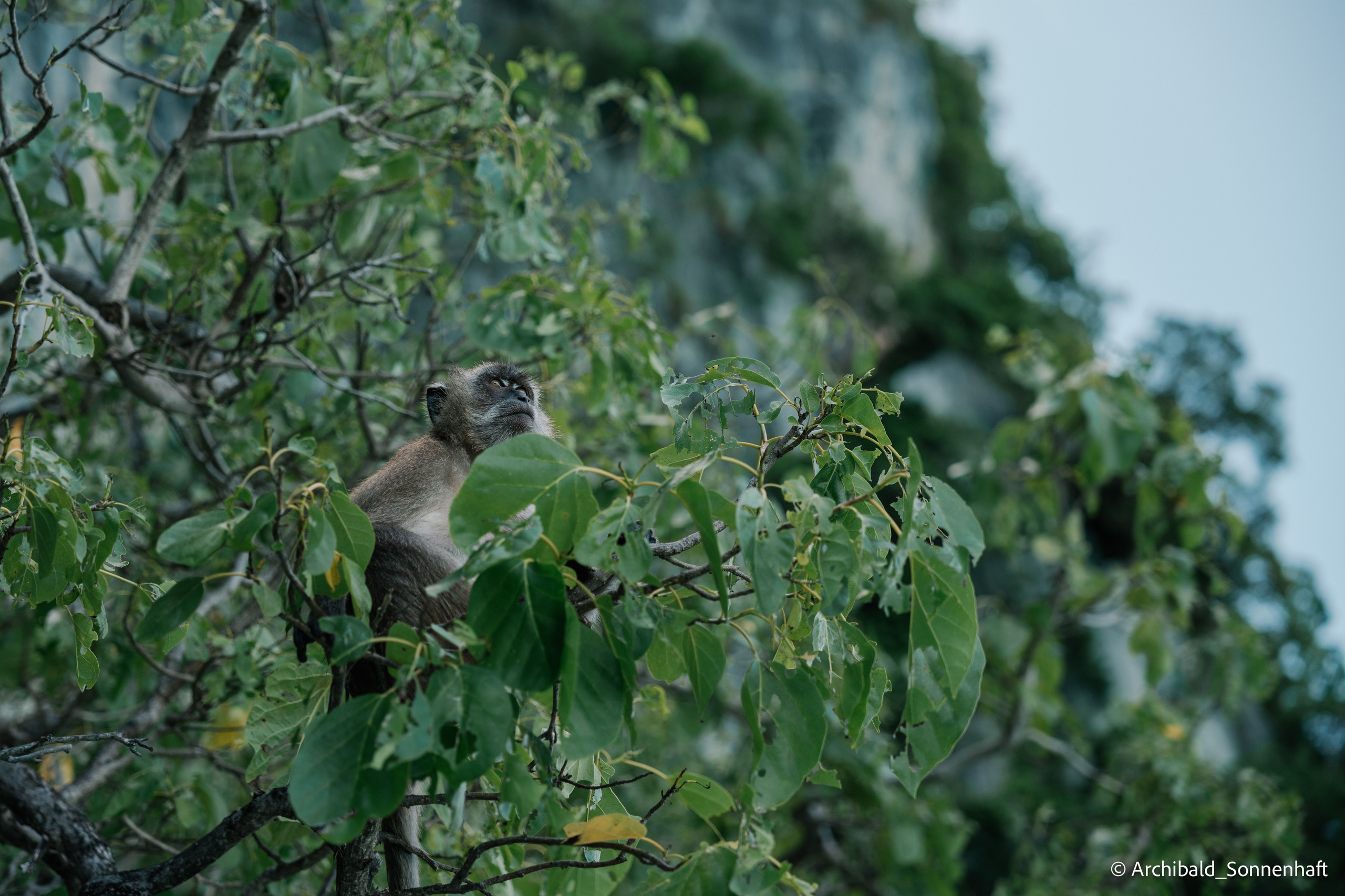 Thai, Phiphi. Photographer in Guangzhou, China. Archibald Sonnenhaft