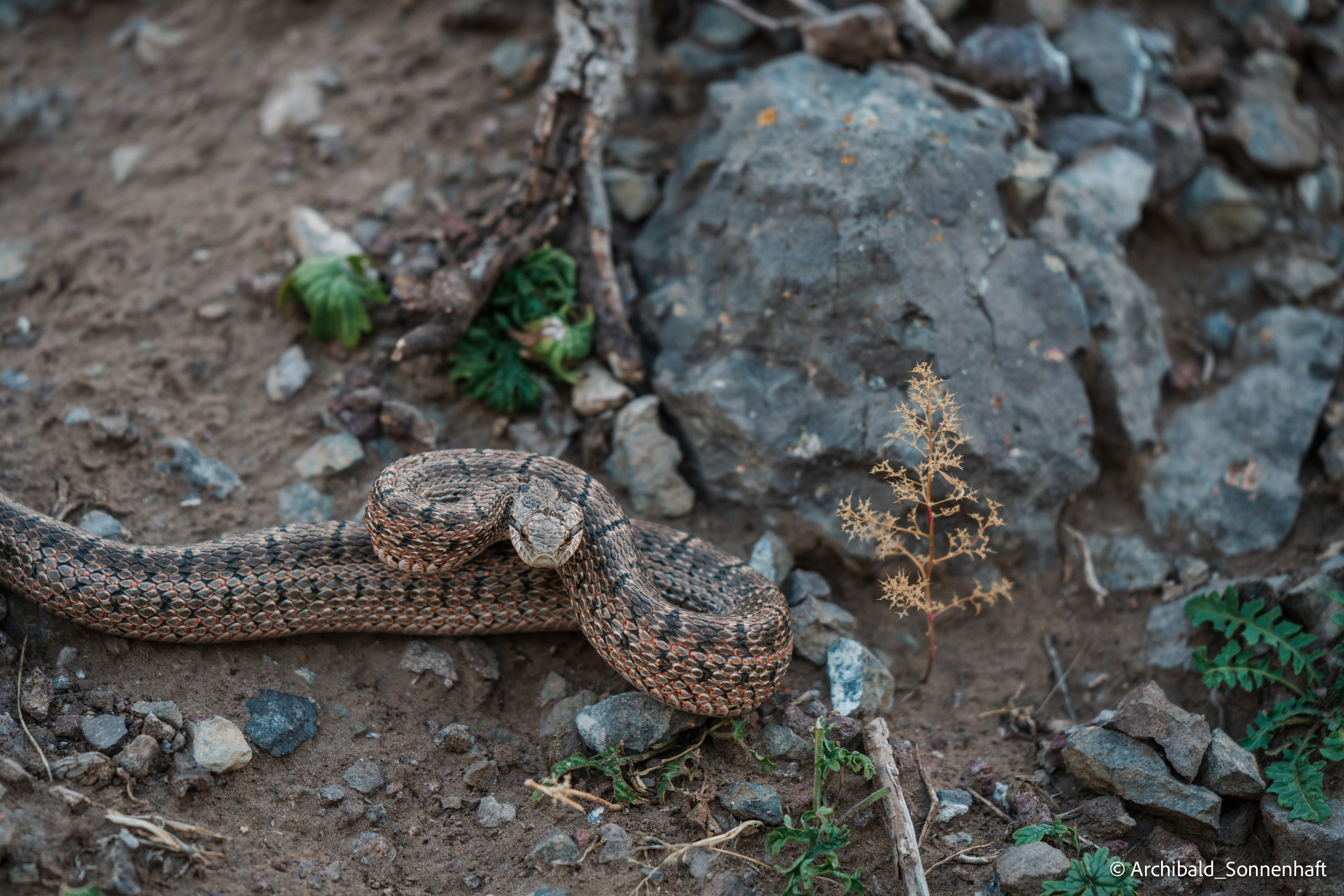 Inner Mongolia. Photographer in Guangzhou, China. Archibald Sonnenhaft