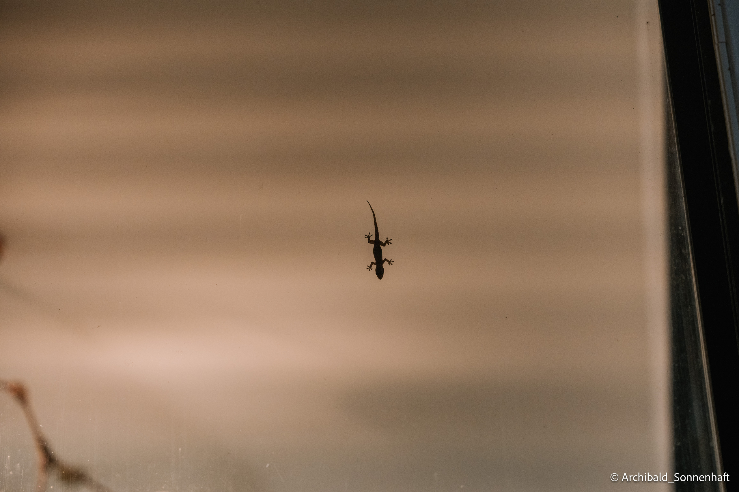 Thai, Phiphi. Photographer in Guangzhou, China. Archibald Sonnenhaft