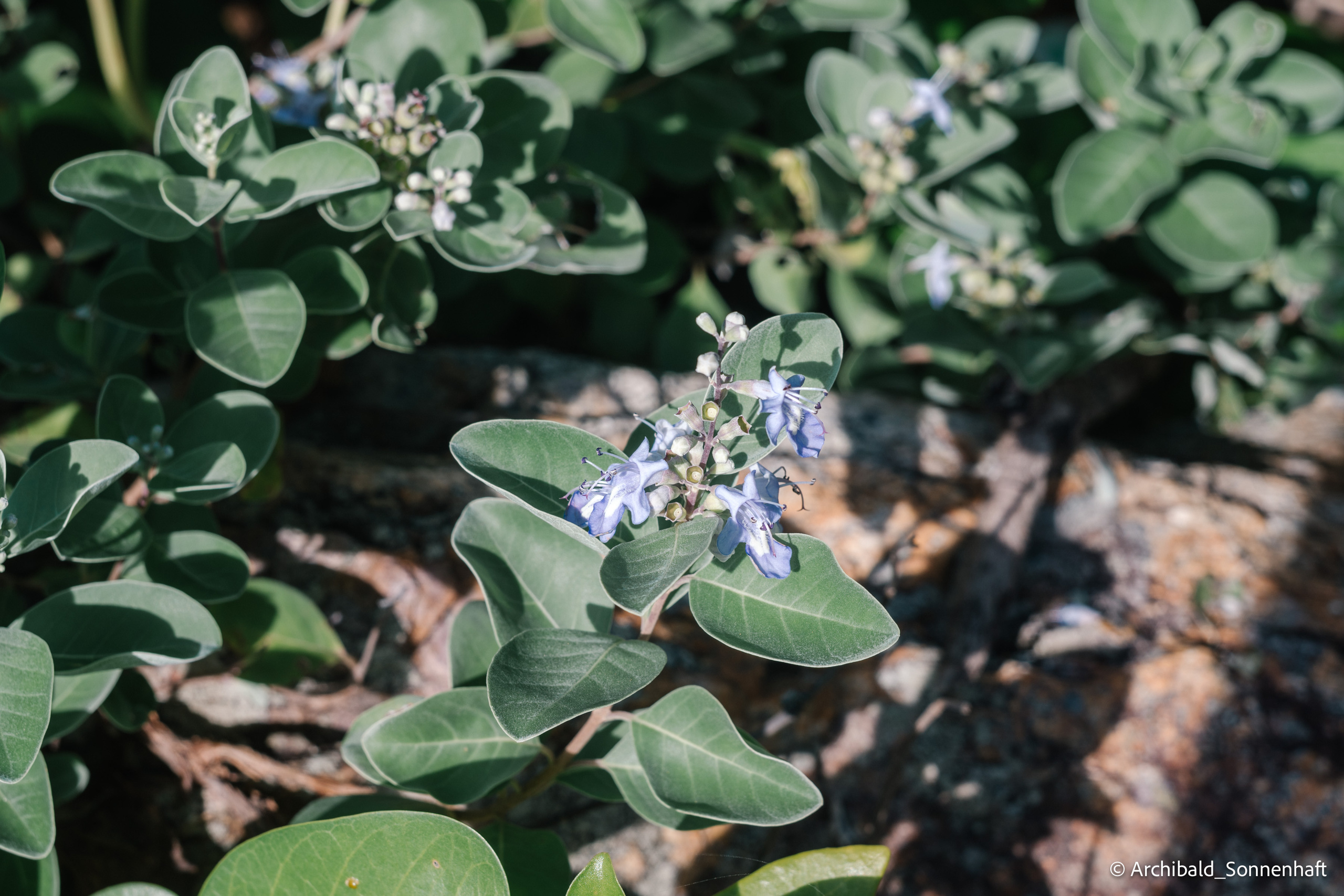 Dongchong. Photographer in Guangzhou, China. Archibald Sonnenhaft