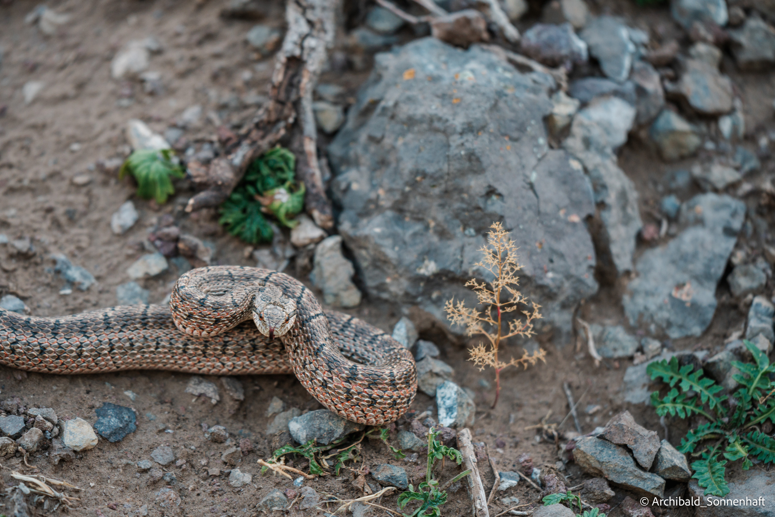Inner Mongolia. Photographer in Guangzhou, China. Archibald Sonnenhaft