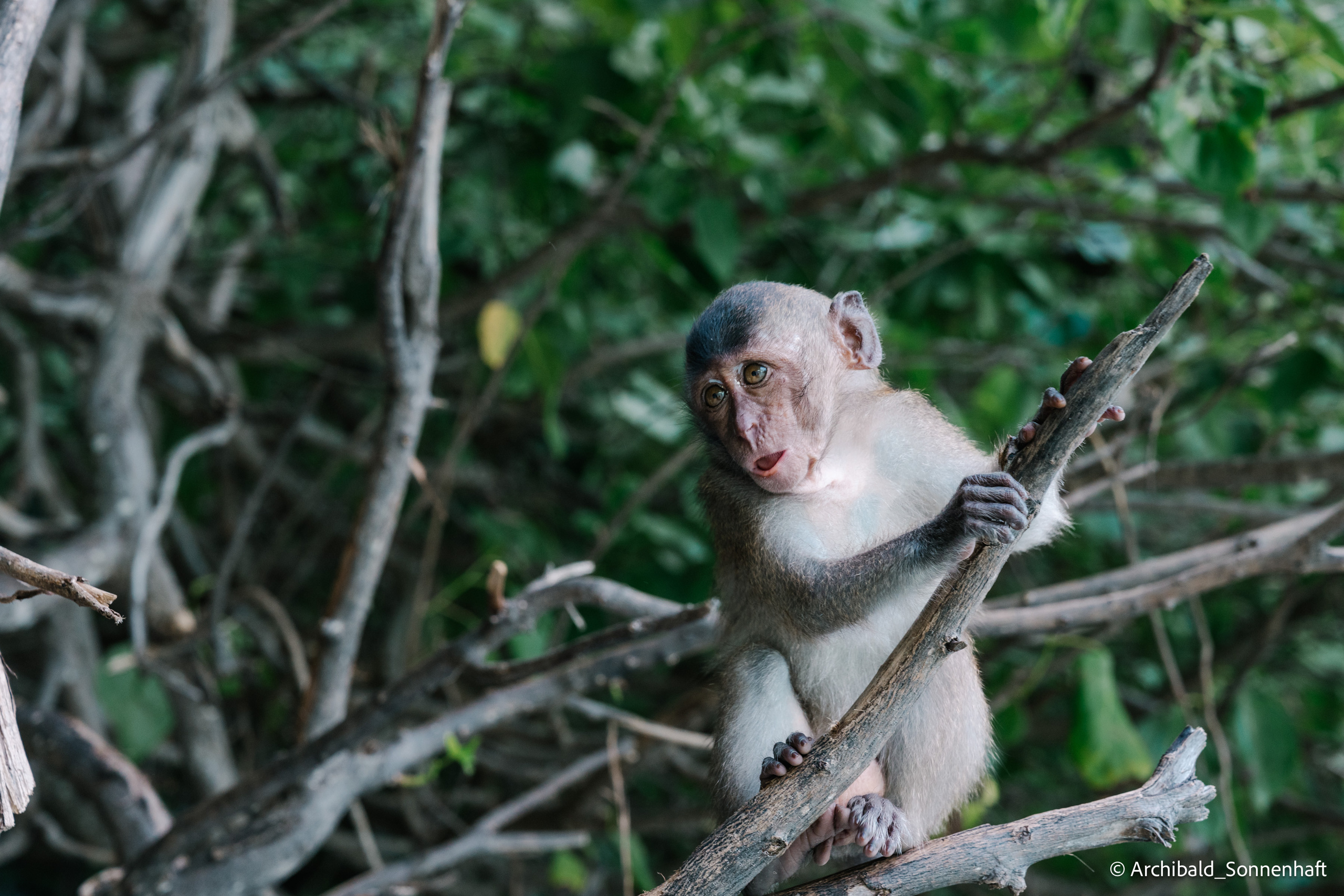Thai, Phiphi. Photographer in Guangzhou, China. Archibald Sonnenhaft