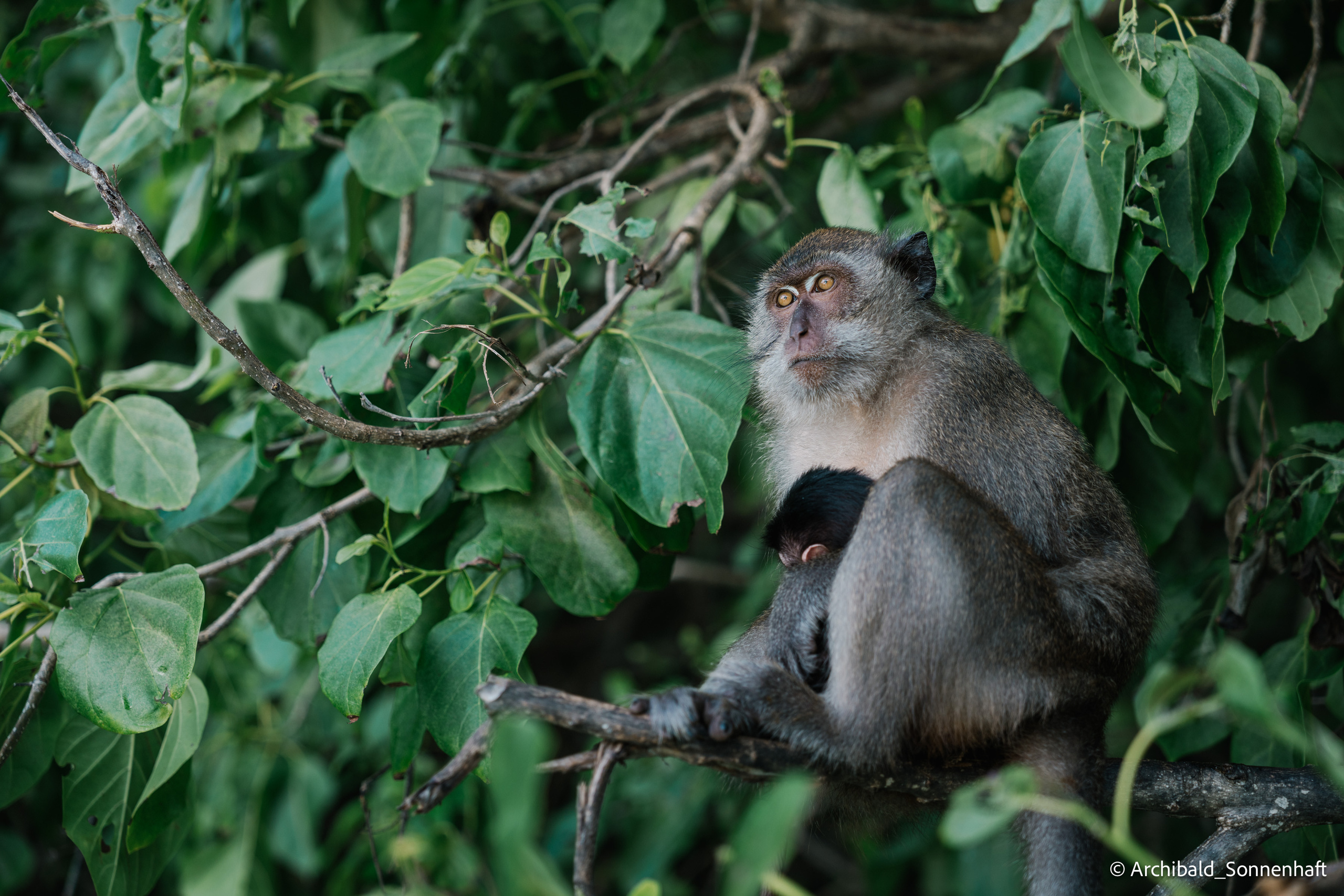 Thai, Phiphi. Photographer in Guangzhou, China. Archibald Sonnenhaft