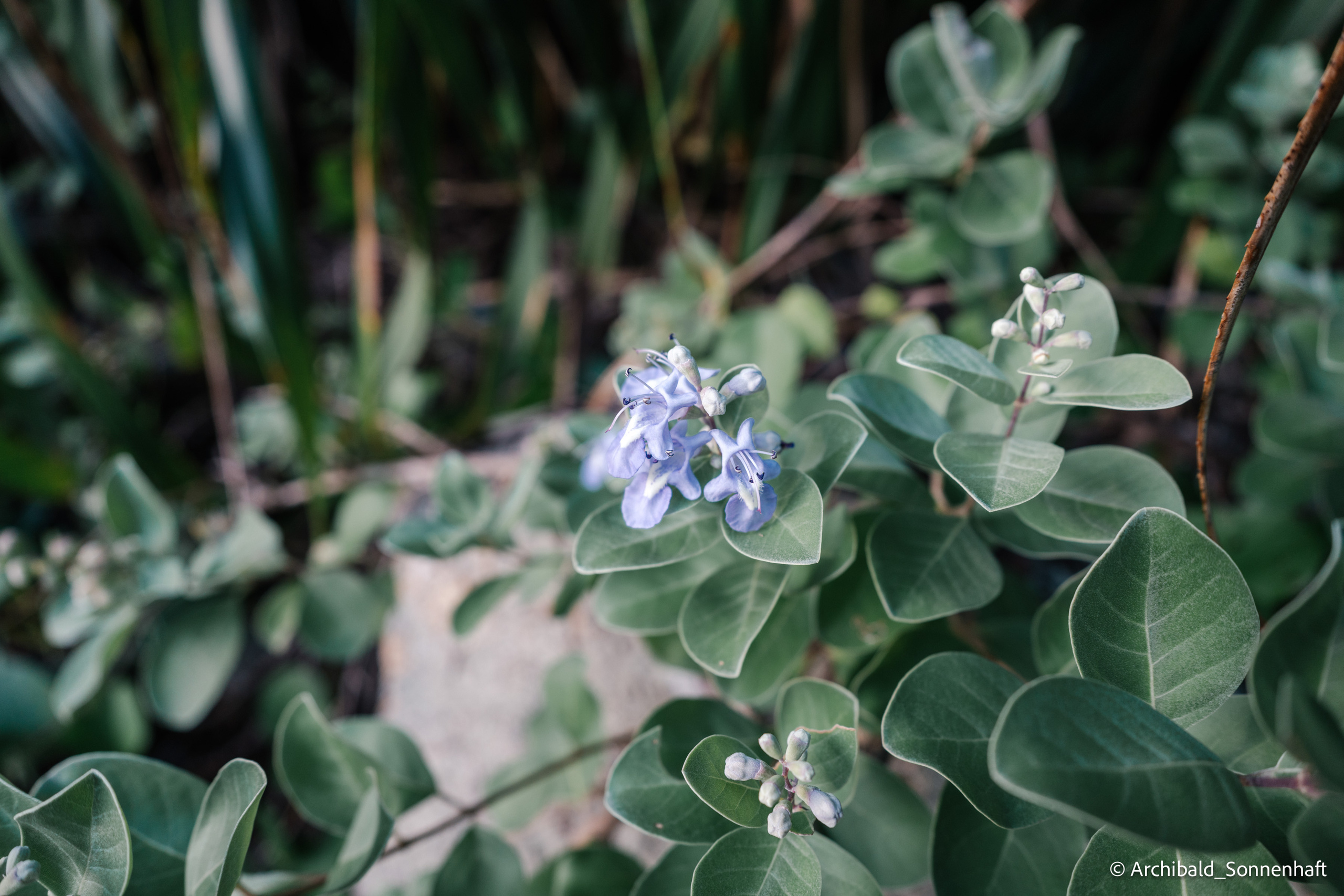Dongchong. Photographer in Guangzhou, China. Archibald Sonnenhaft