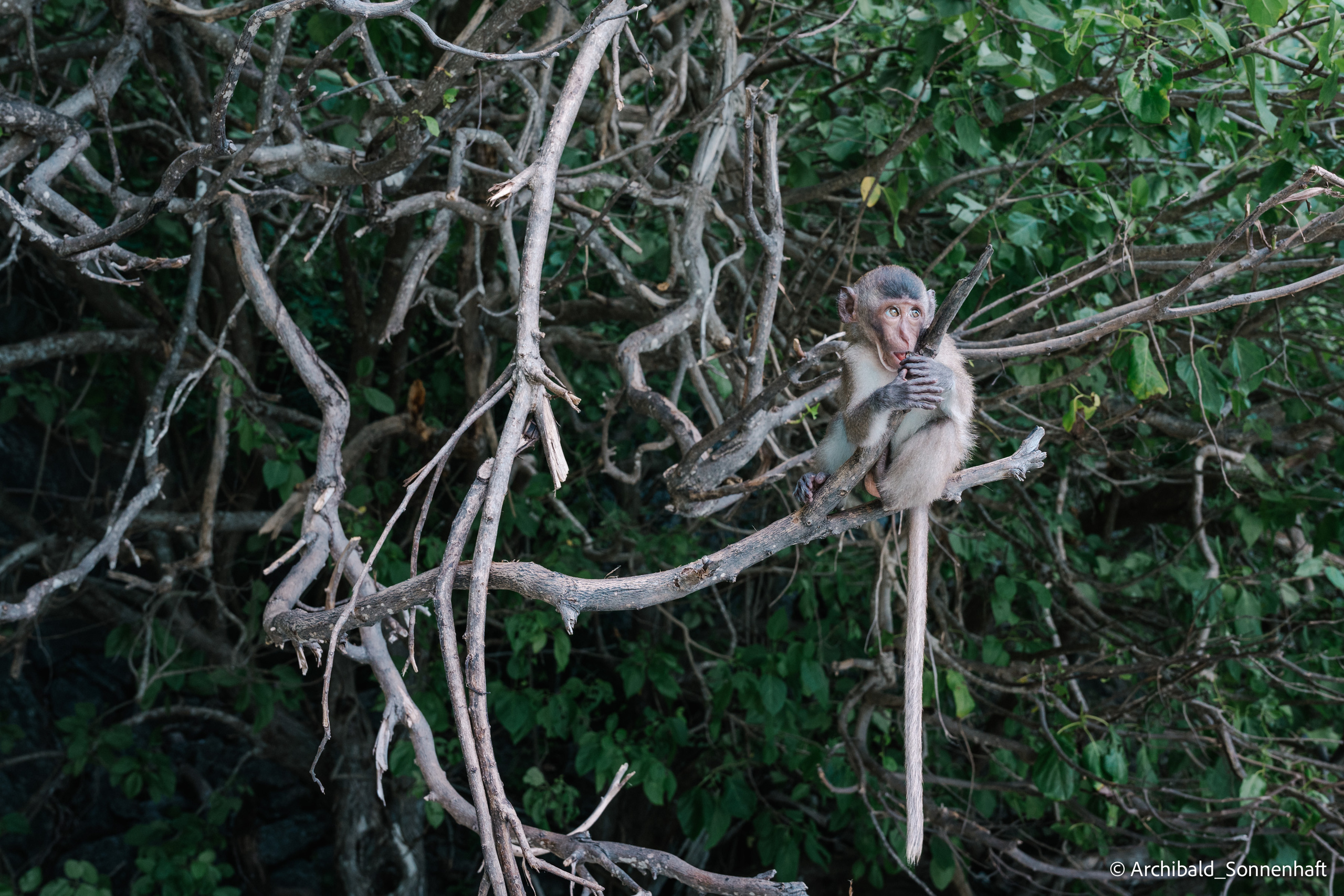 Thai, Phiphi. Photographer in Guangzhou, China. Archibald Sonnenhaft