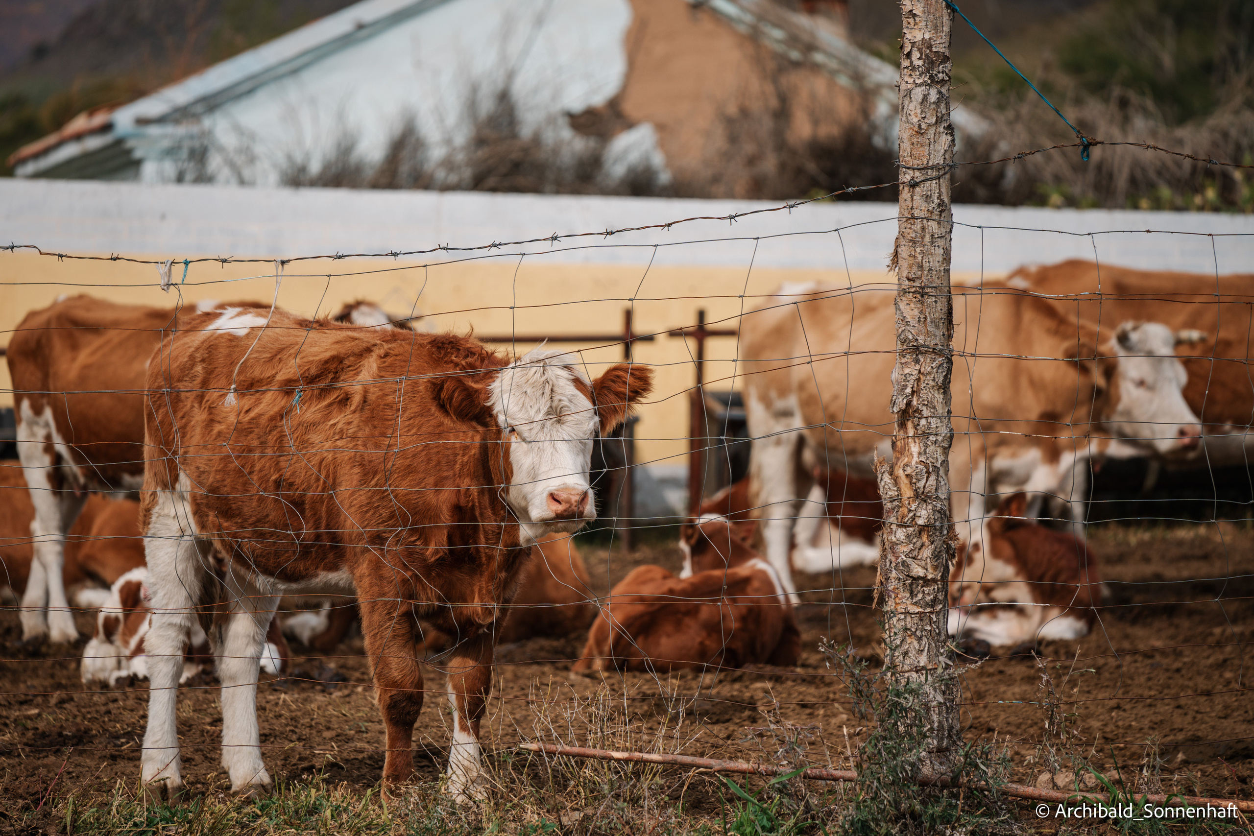 Inner Mongolia. Photographer in Guangzhou, China. Archibald Sonnenhaft