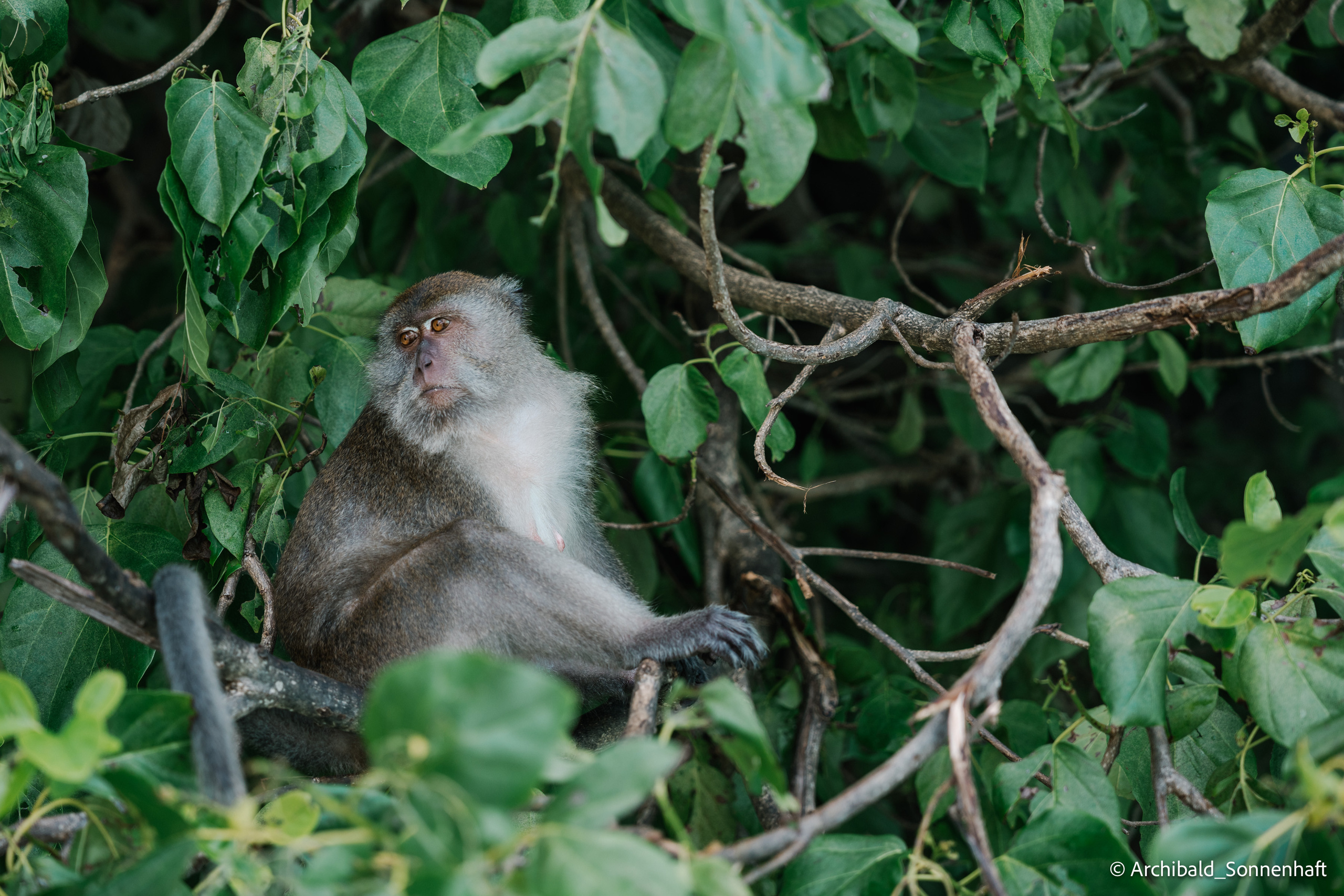 Thai, Phiphi. Photographer in Guangzhou, China. Archibald Sonnenhaft