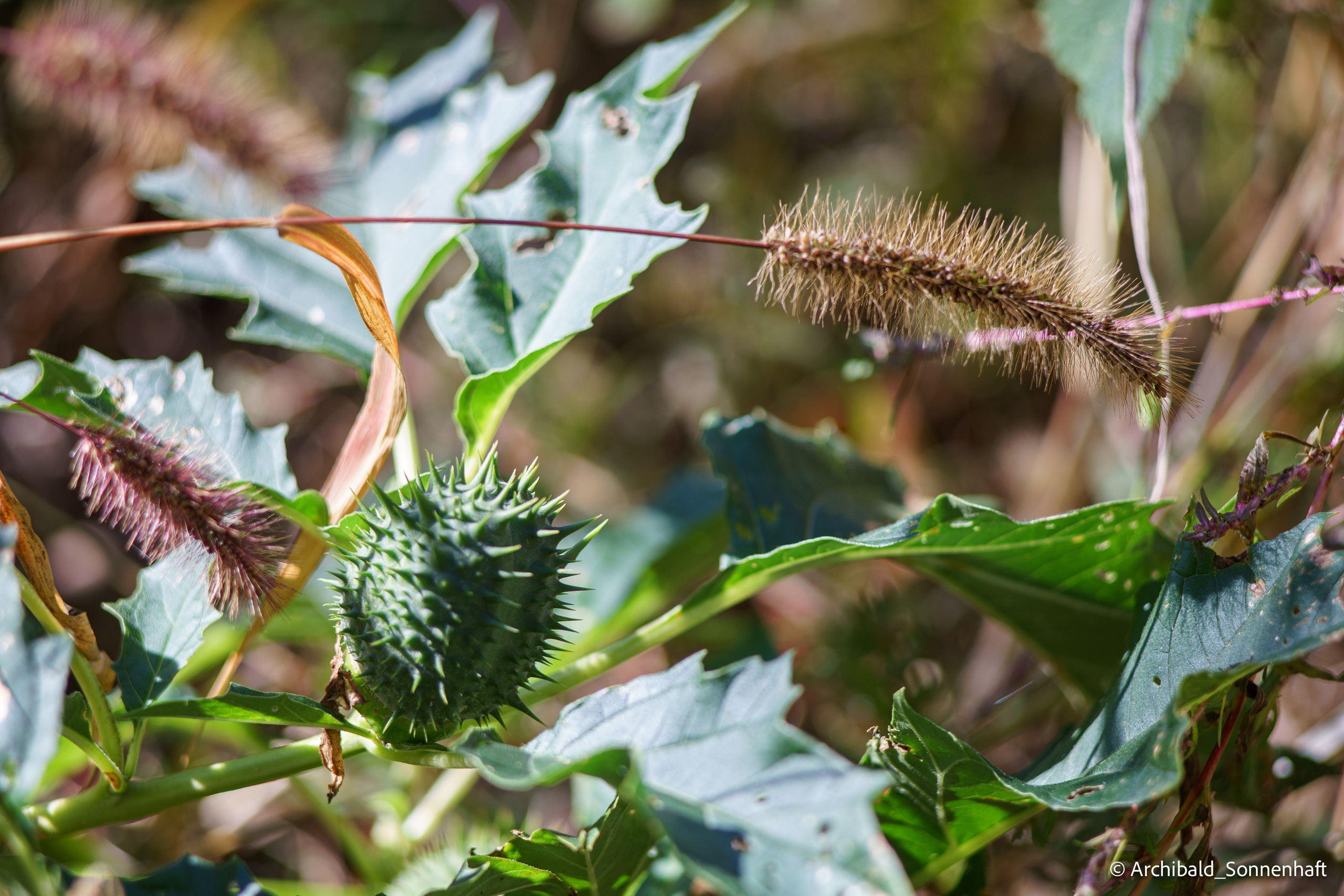 🇨🇳 长城, 北京 (Chinese wall, Beijing), 2019.10. Photographer in Guangzhou, China. Archibald Sonnenhaft