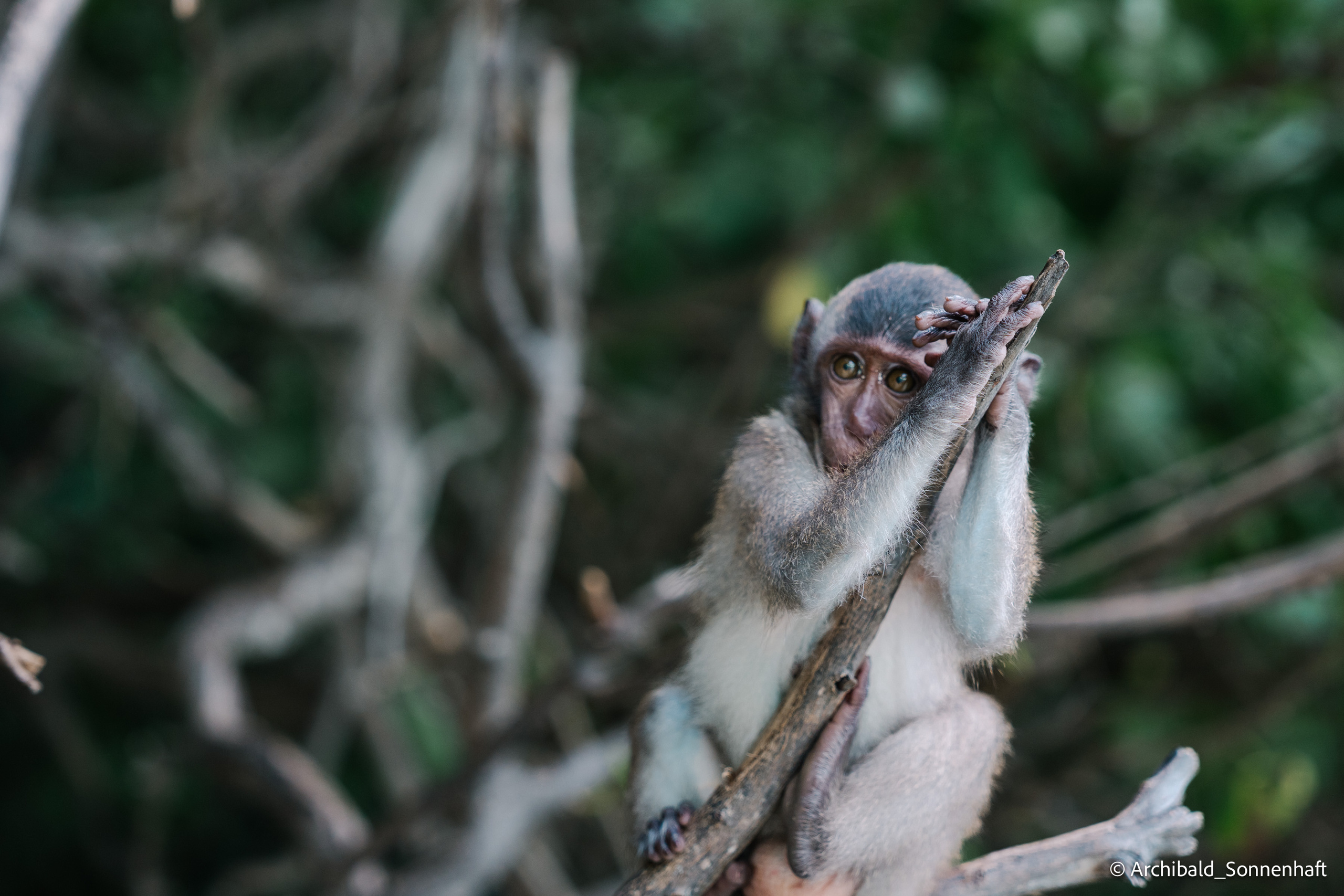 Thai, Phiphi. Photographer in Guangzhou, China. Archibald Sonnenhaft