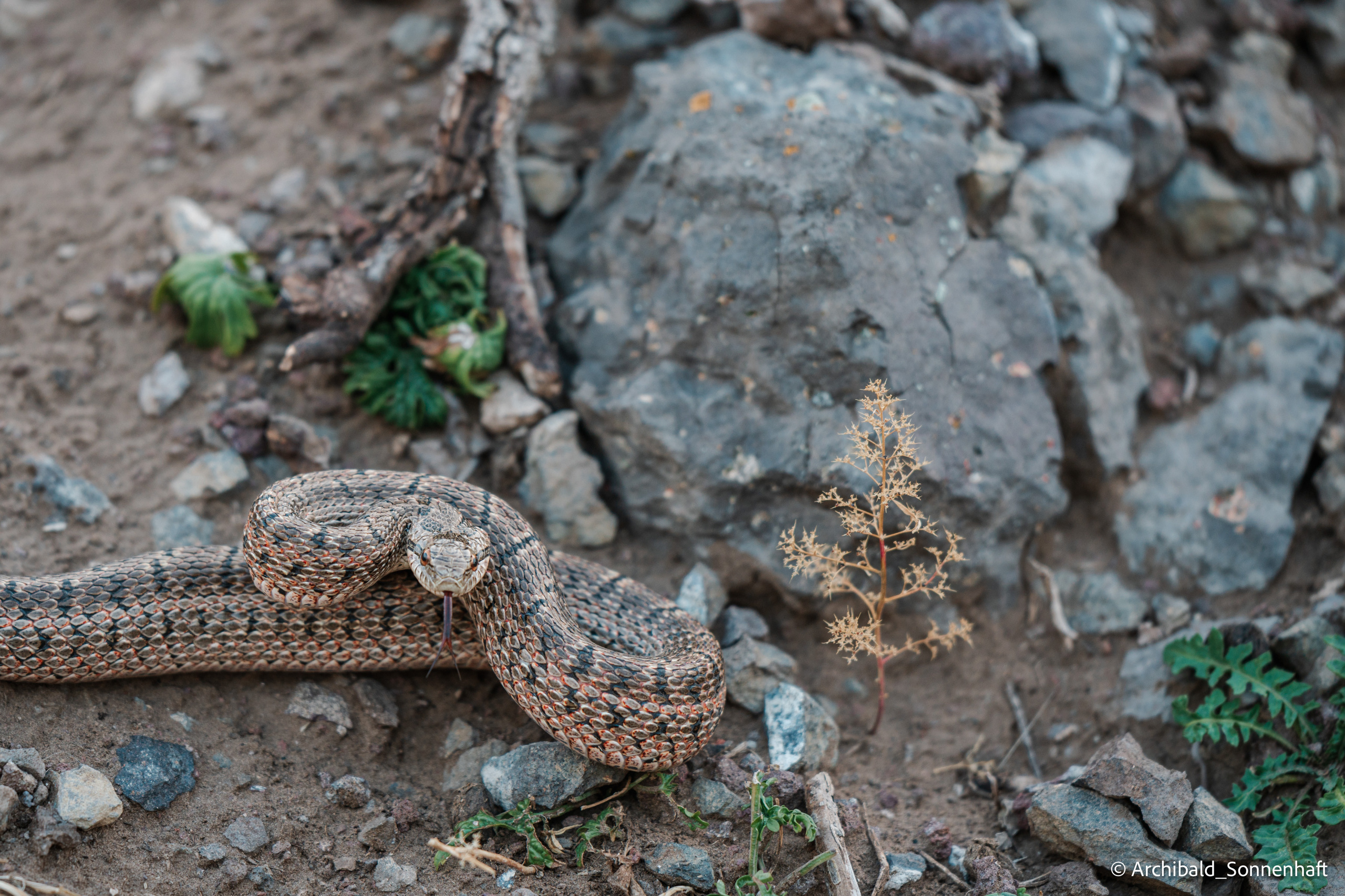 Inner Mongolia. Photographer in Guangzhou, China. Archibald Sonnenhaft