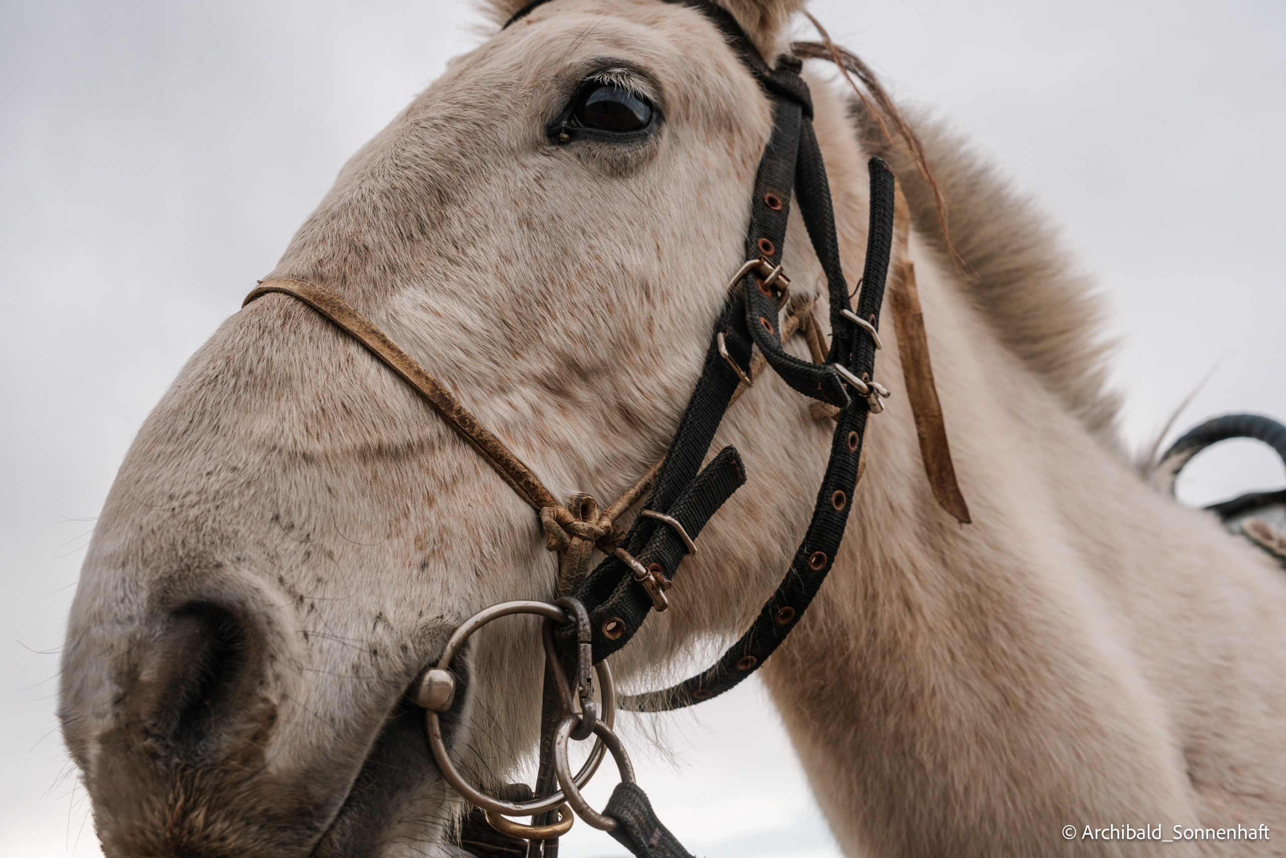 Inner Mongolia. Photographer in Guangzhou, China. Archibald Sonnenhaft