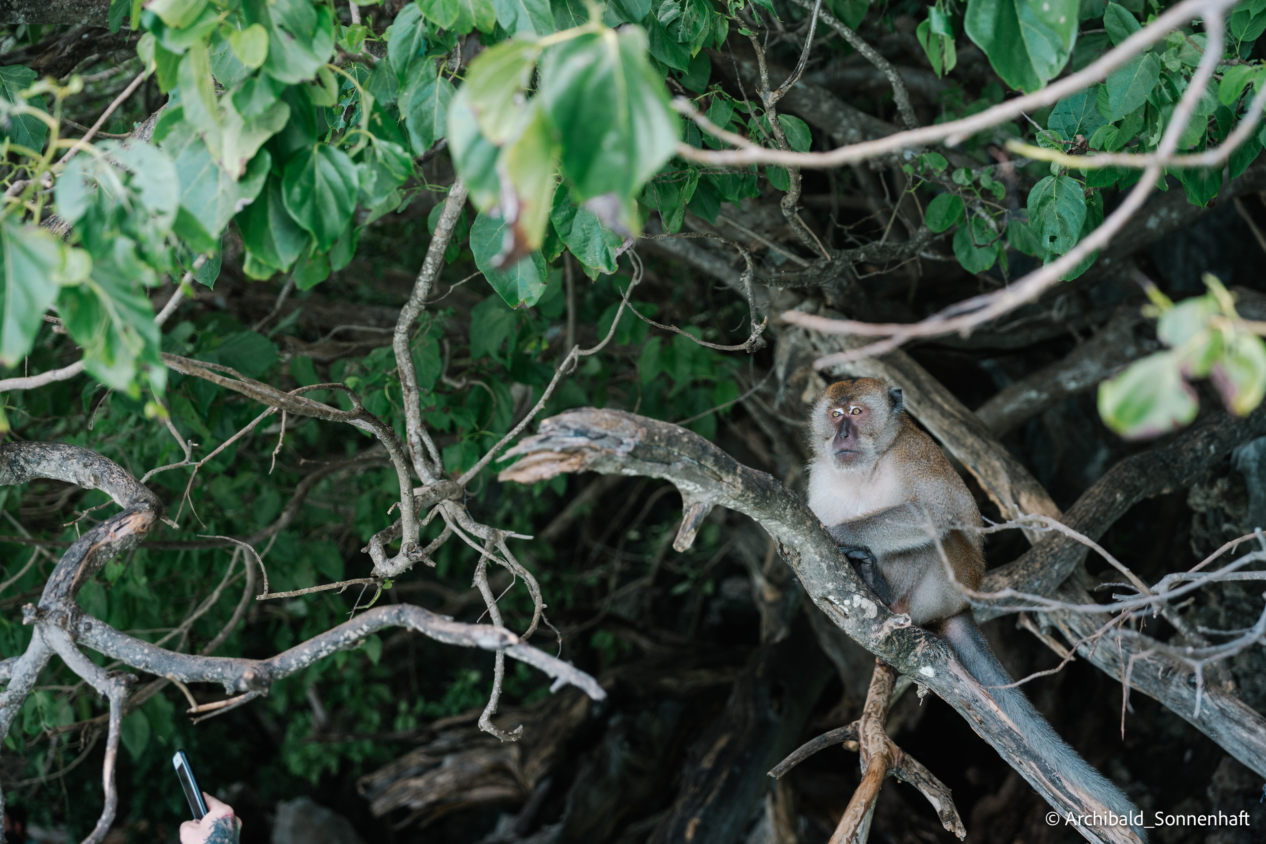 Thai, Phiphi. Photographer in Guangzhou, China. Archibald Sonnenhaft