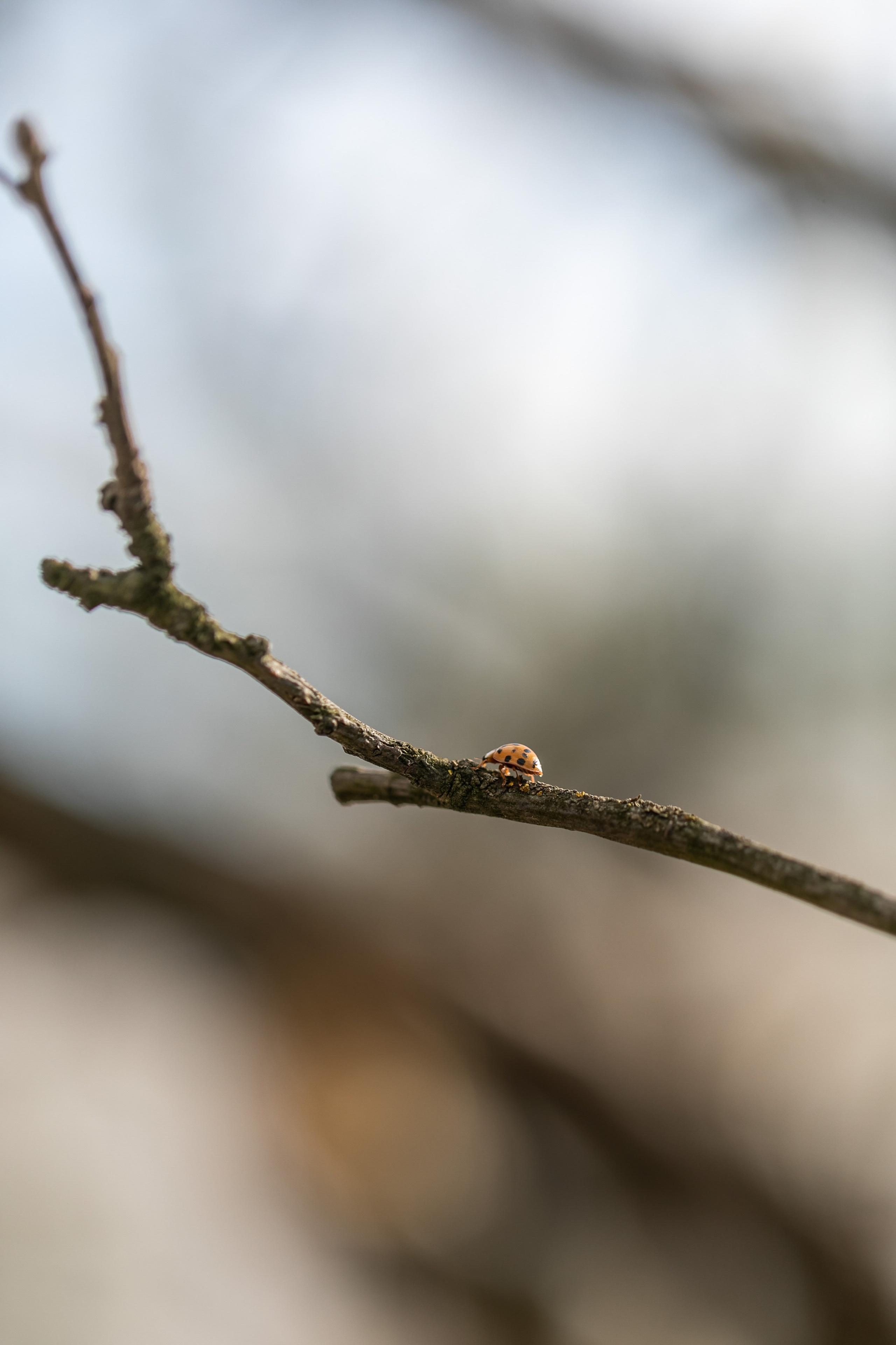 Съемка для проекта: Театрализованный ужин «Один летний день» в отеле Wawelberg. NesterovaMaria.ru