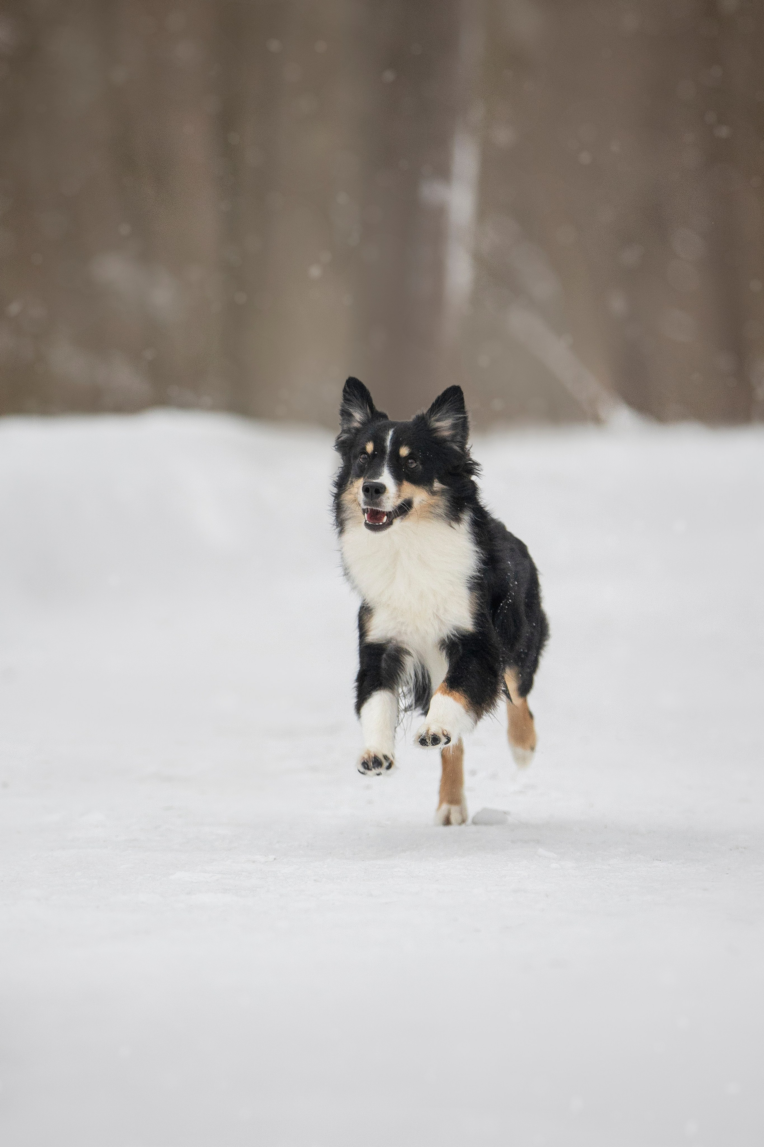 Дария, Макс, Сезам и Чили. Фотограф анималист в Москве Майорова Евгения