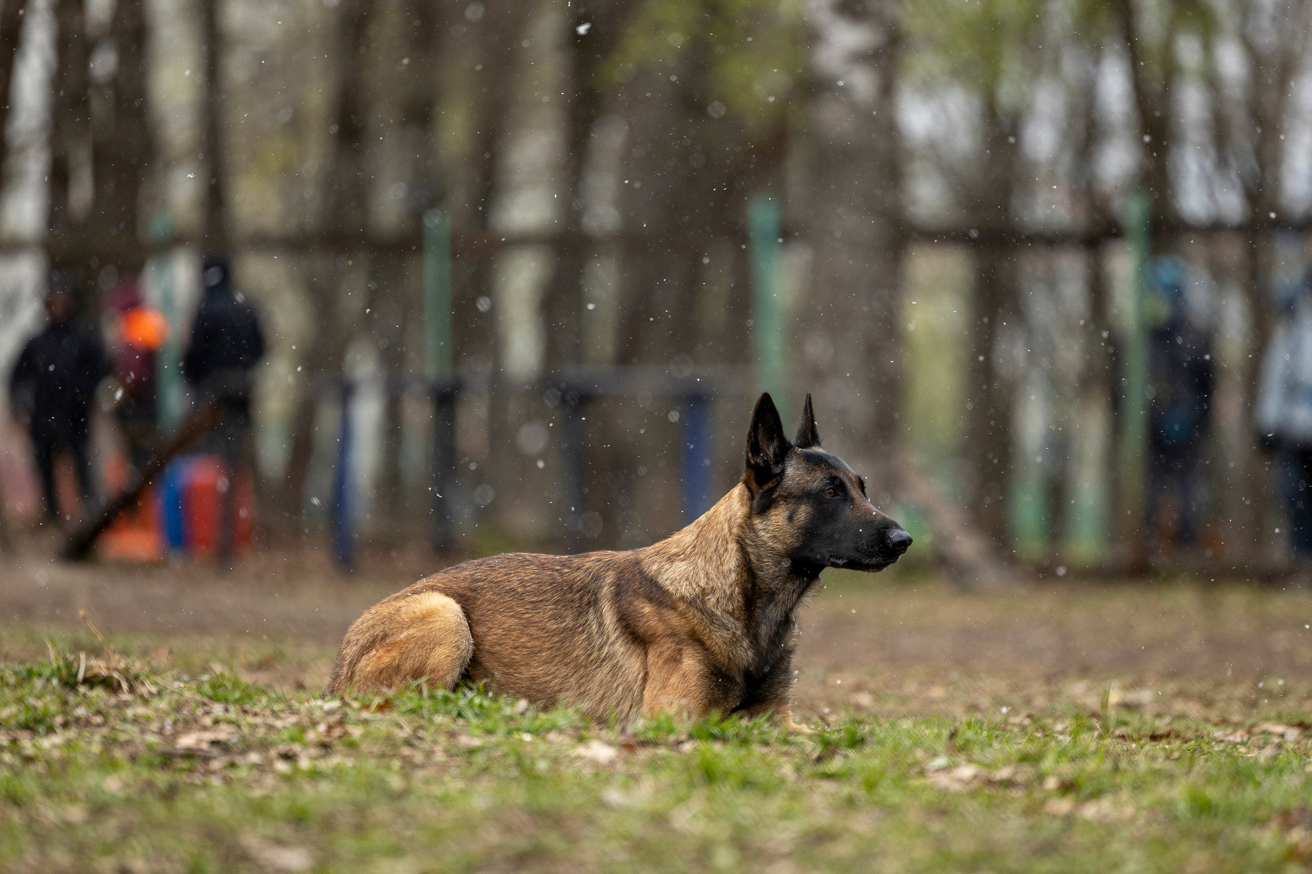 Квалификационные состязания по мондьорингу г. Вологда 11.05.24. Фотограф-анималист Анна Маринич