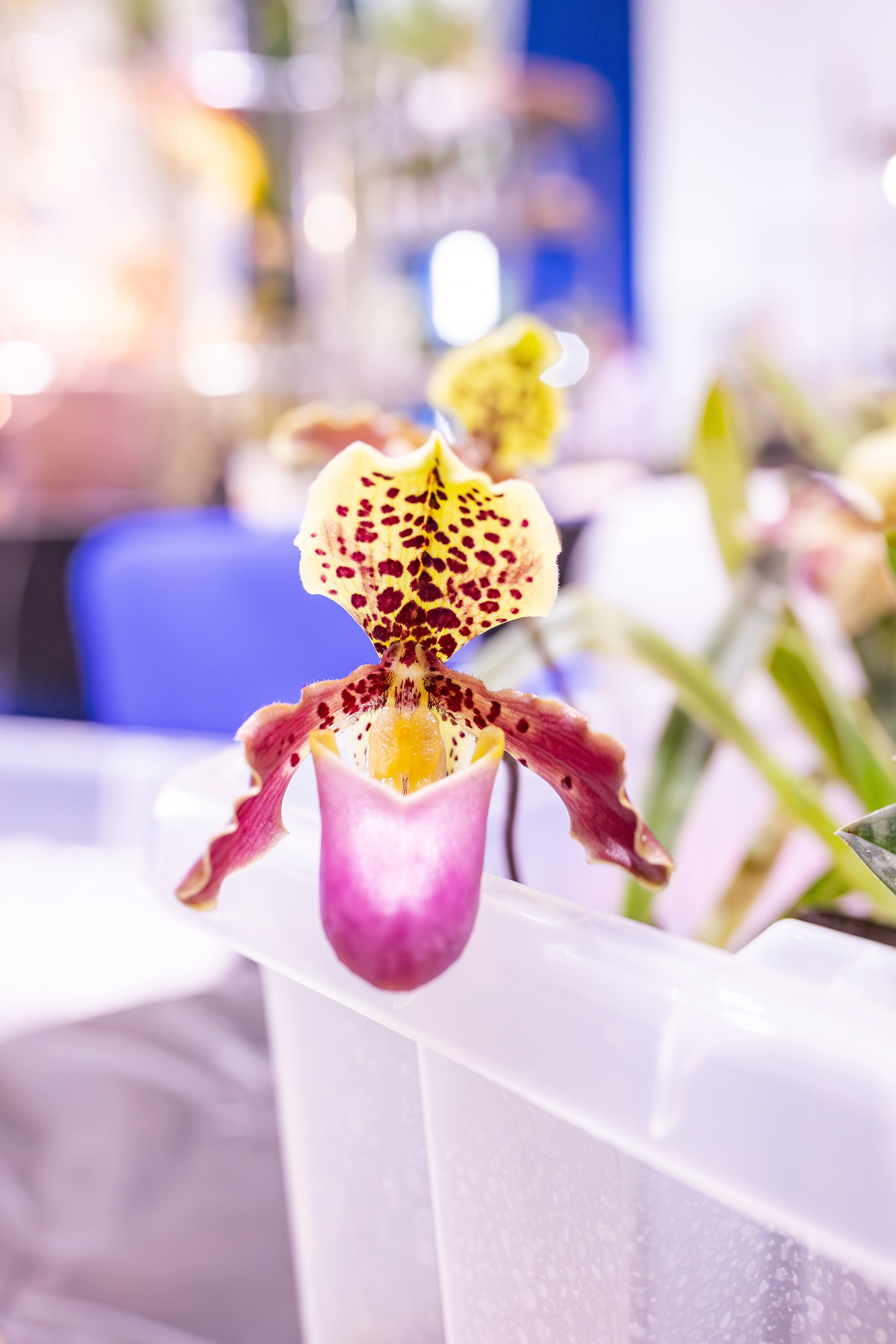 Орхидиум сентябрь 2025. Александра Куликова фотограф, Москва