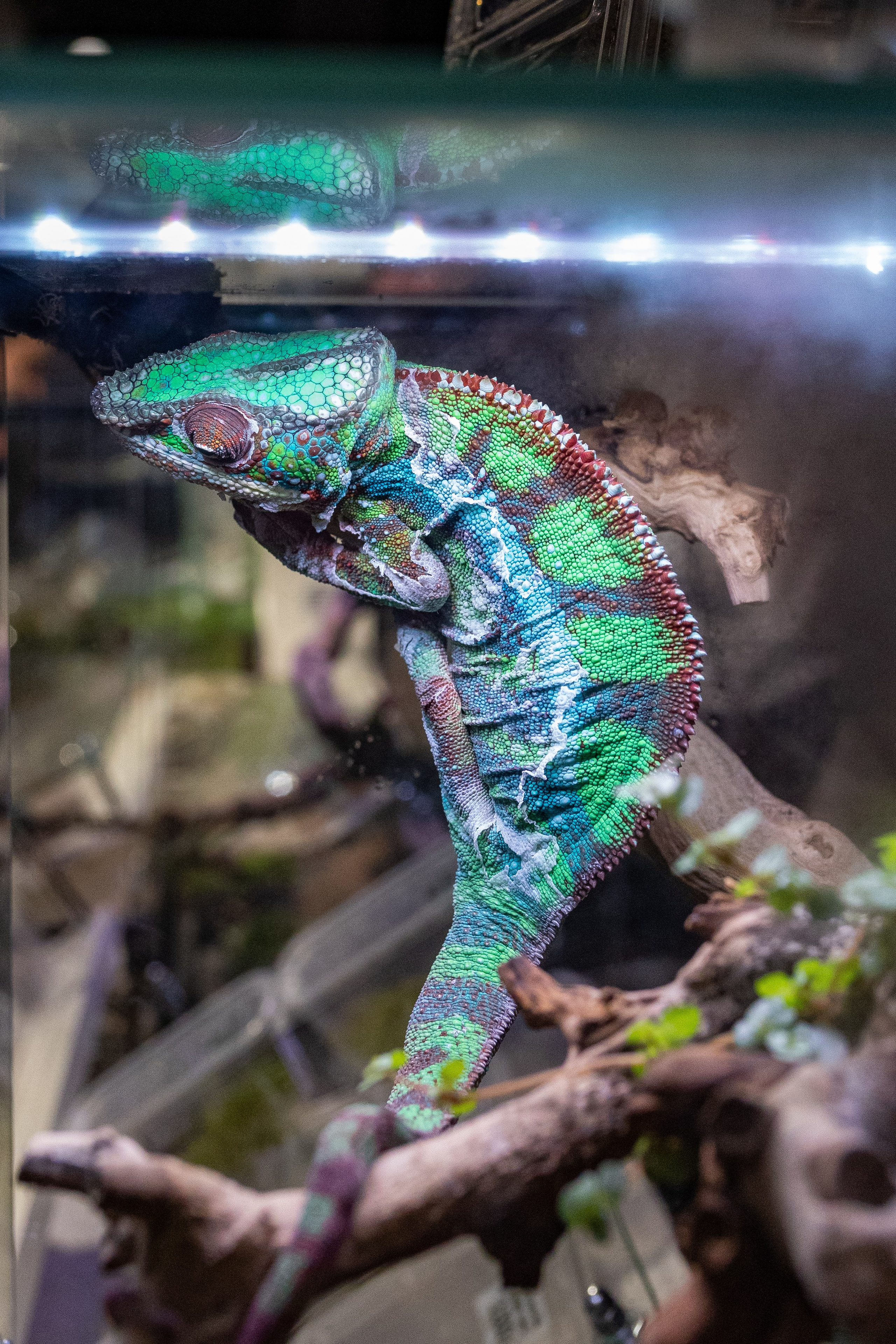 Рептилиум 2024. Александра Куликова фотограф, Москва