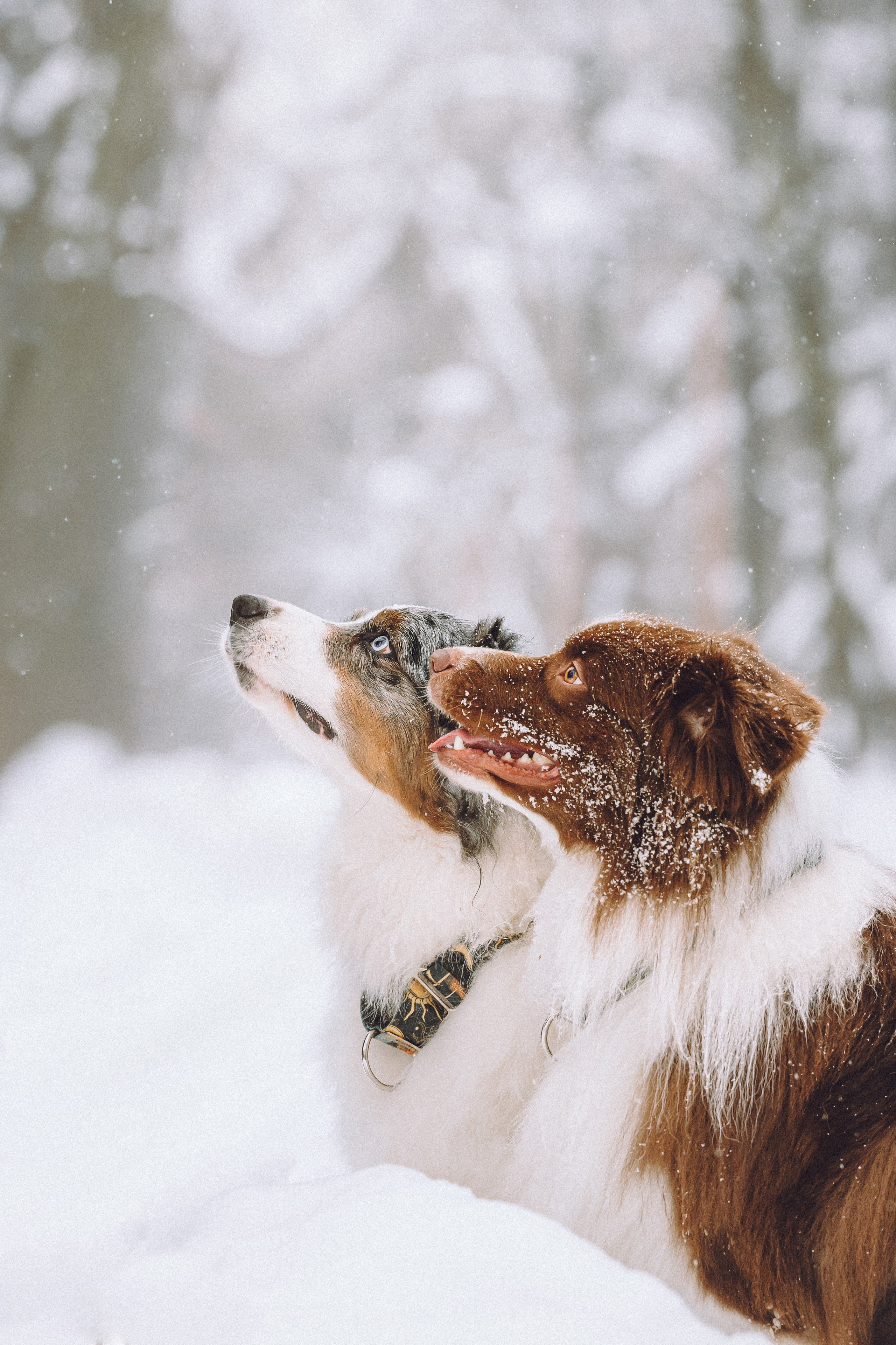 Лена, Принц и Фенек