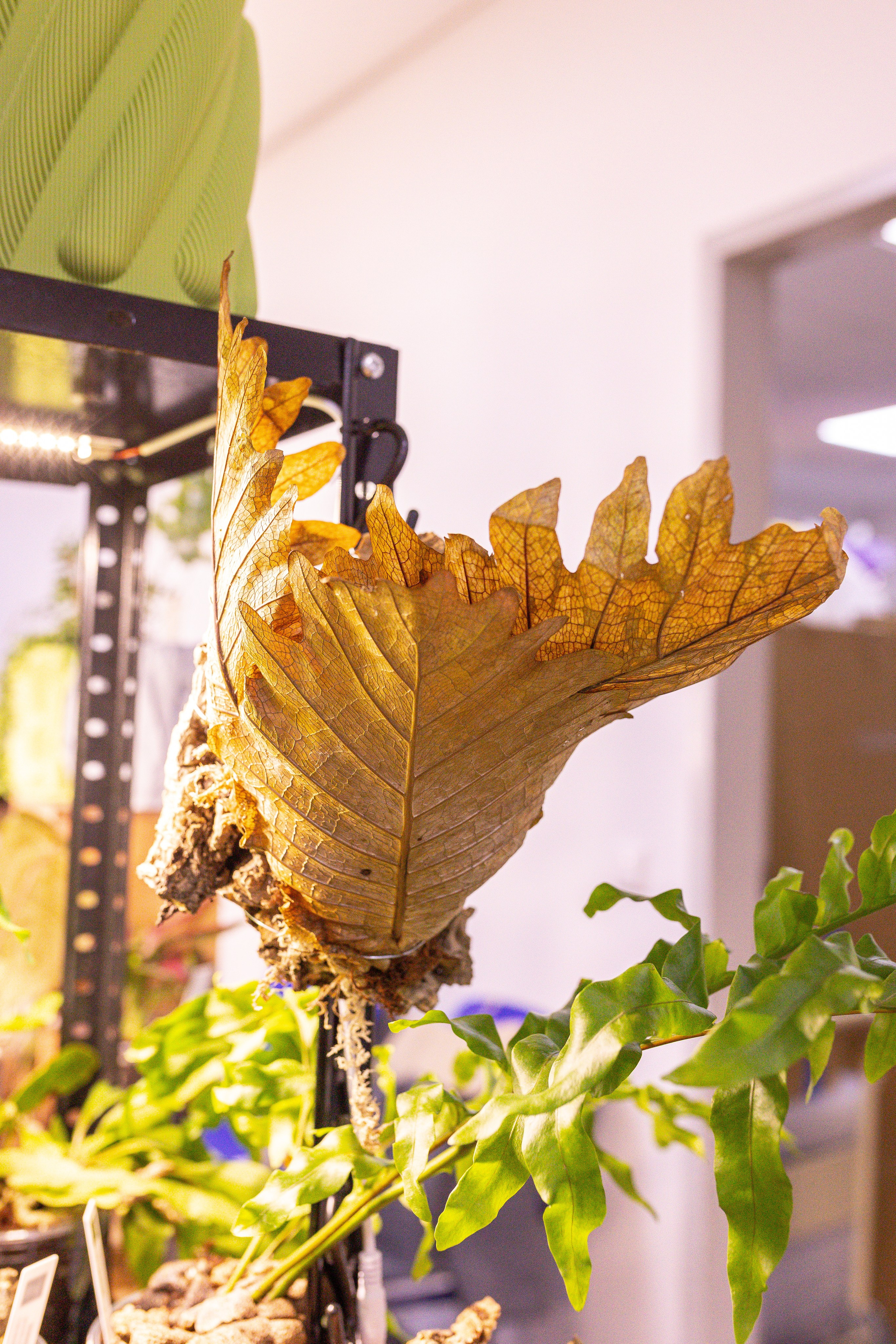 Монстериум 11–12 октября. Александра Куликова фотограф, Москва