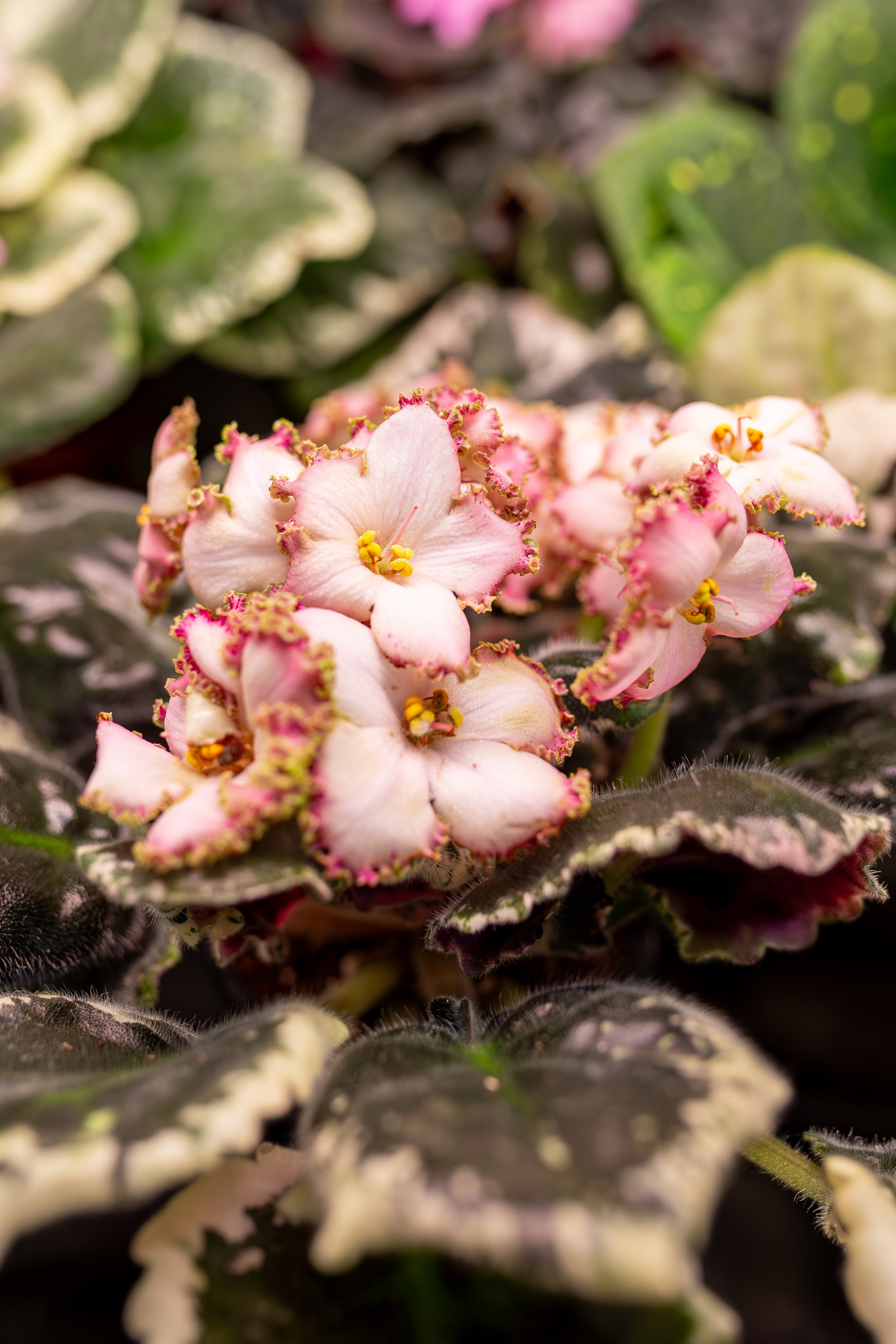 Орхидиум 12.2025. Александра Куликова фотограф, Москва