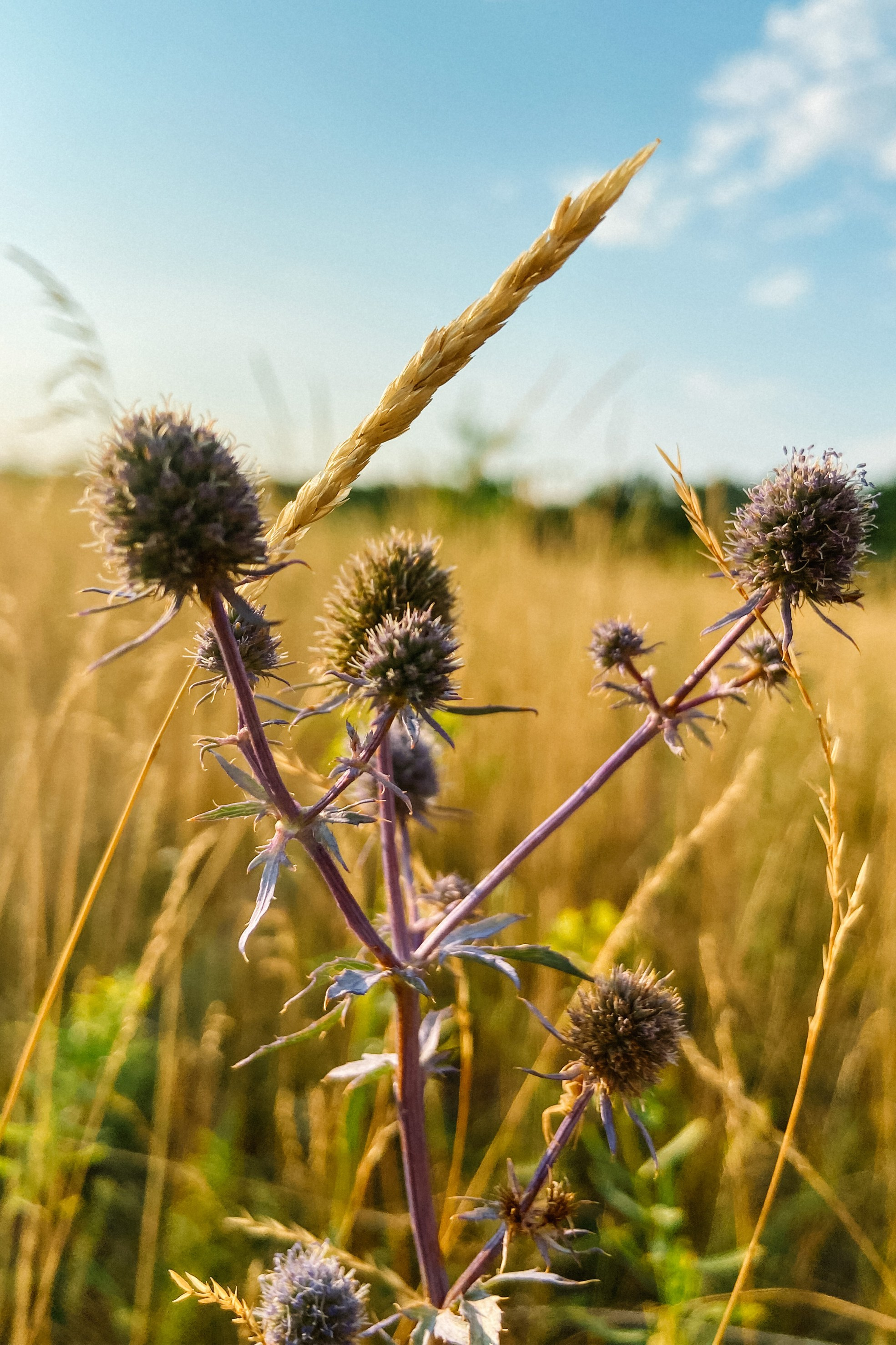 Природа. Команда фотографов Кристины Ивановой