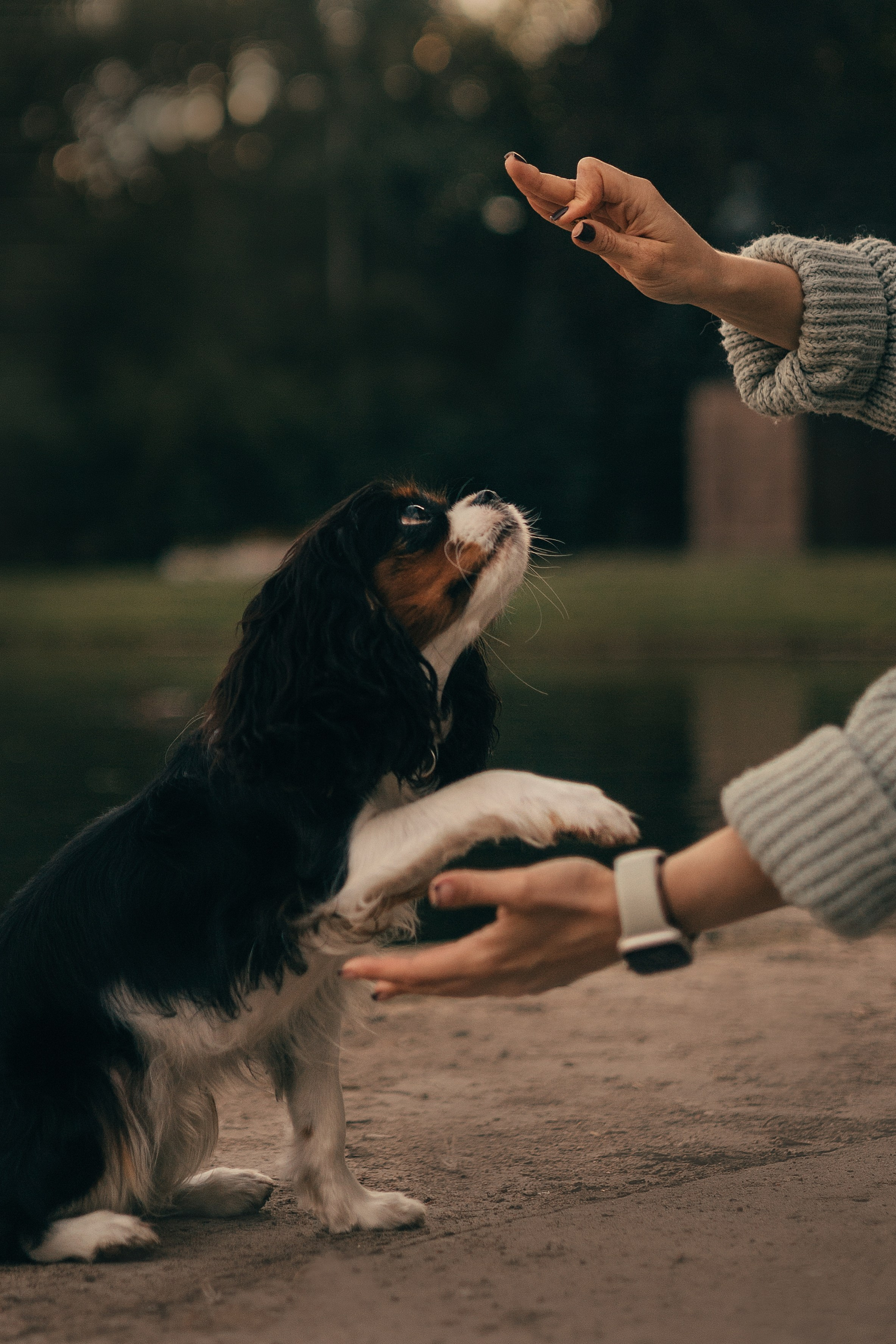 Один день из жизни Стеши и её родных. Фотограф — анималист •love-story•|Санкт-Петербург
