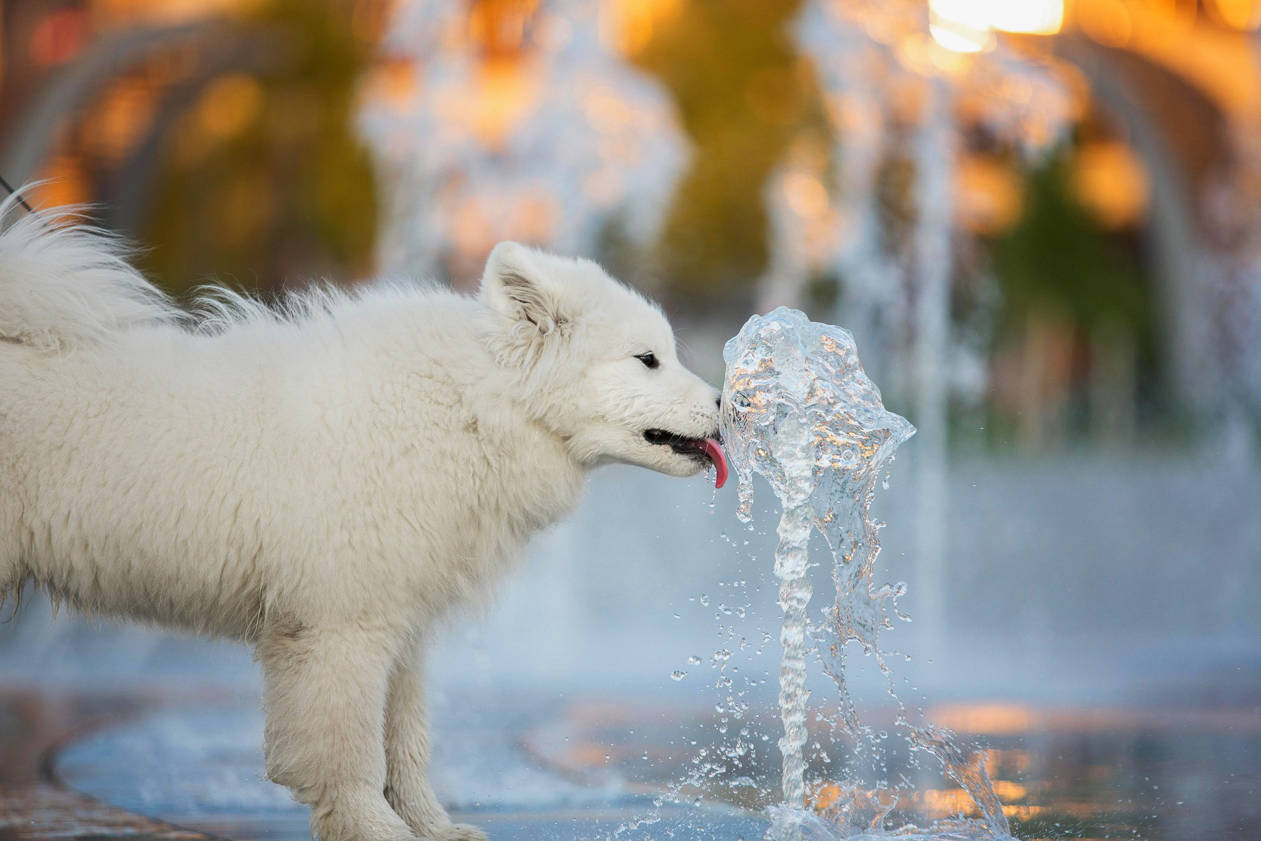 Анастасия, Евгений и самоед Ройс. Https://moshkovaphoto.ru/
