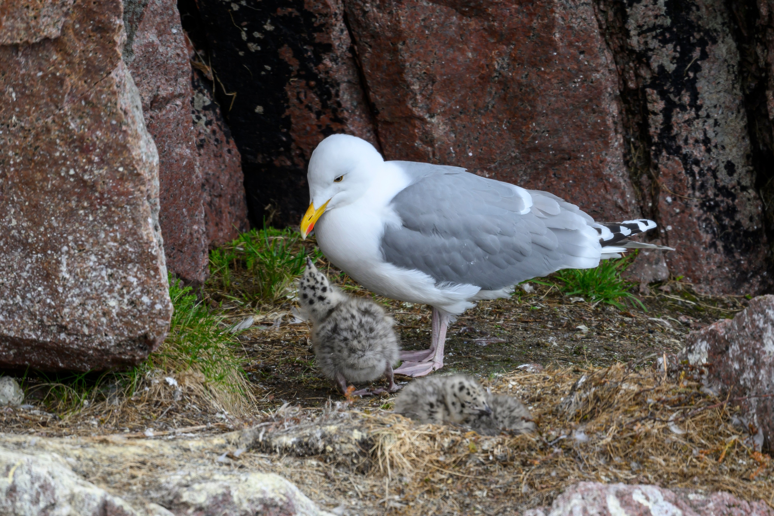 Мурманская область. Июнь 2024. Фотограф Сергей Пупонин