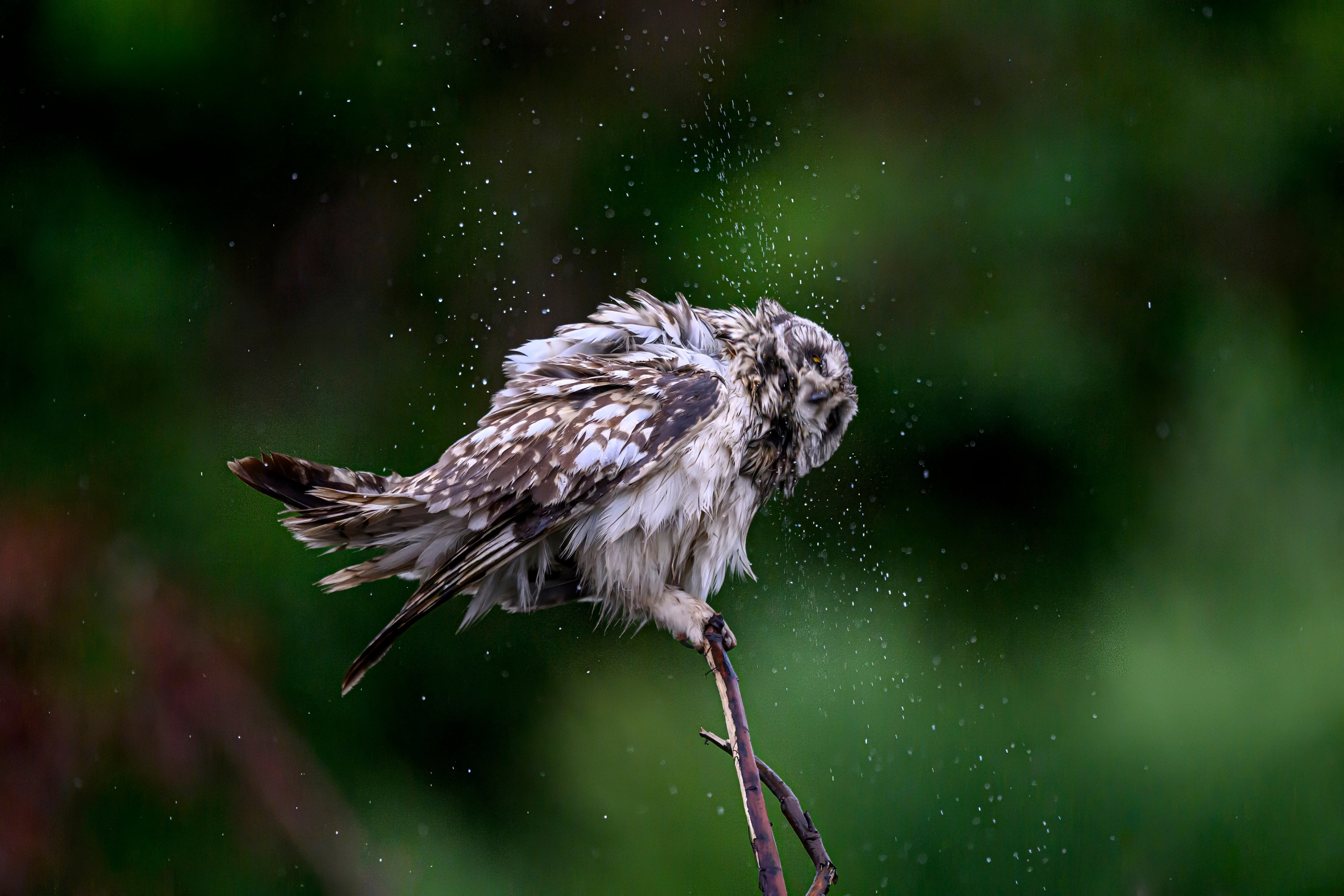 Сова и брызги. Owl and splashes. Фотограф Сергей Пупонин
