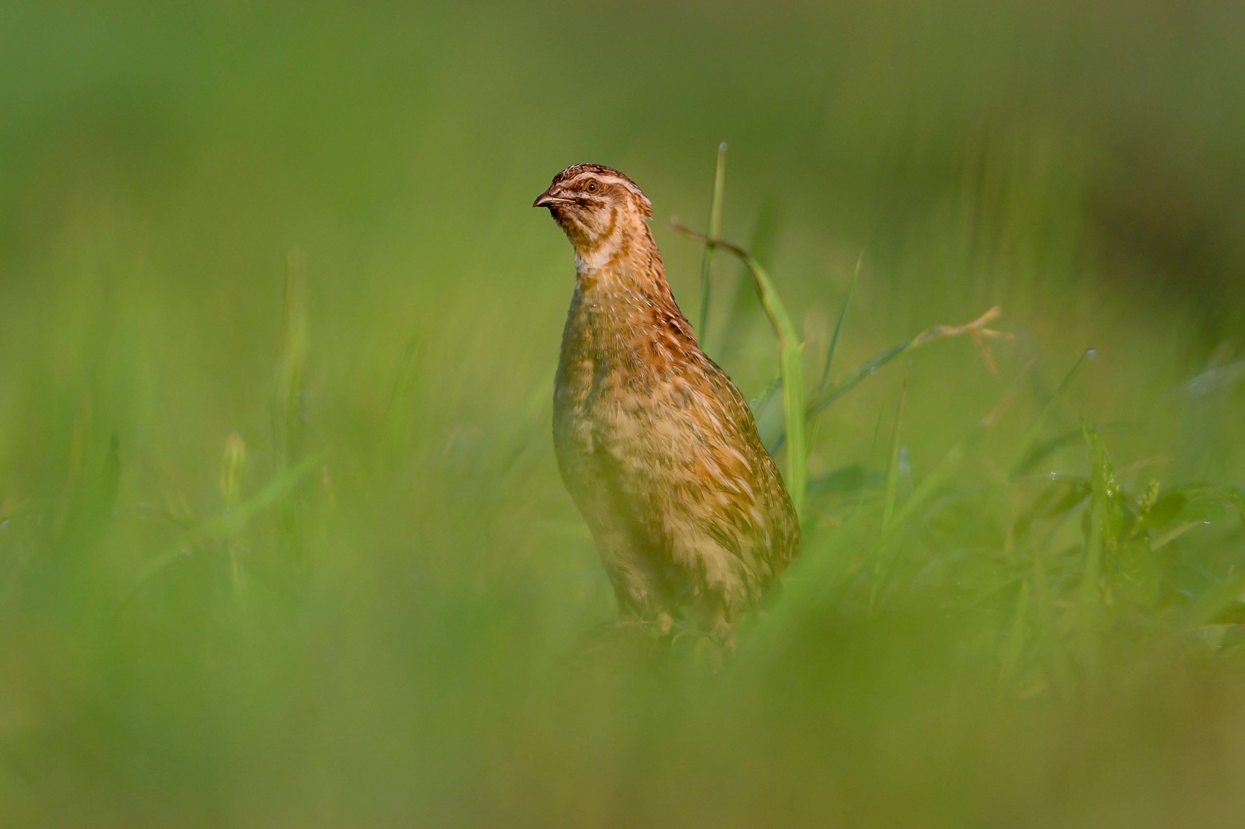 Перепел на рассвете. Wildlife photography by Sergey Puponin